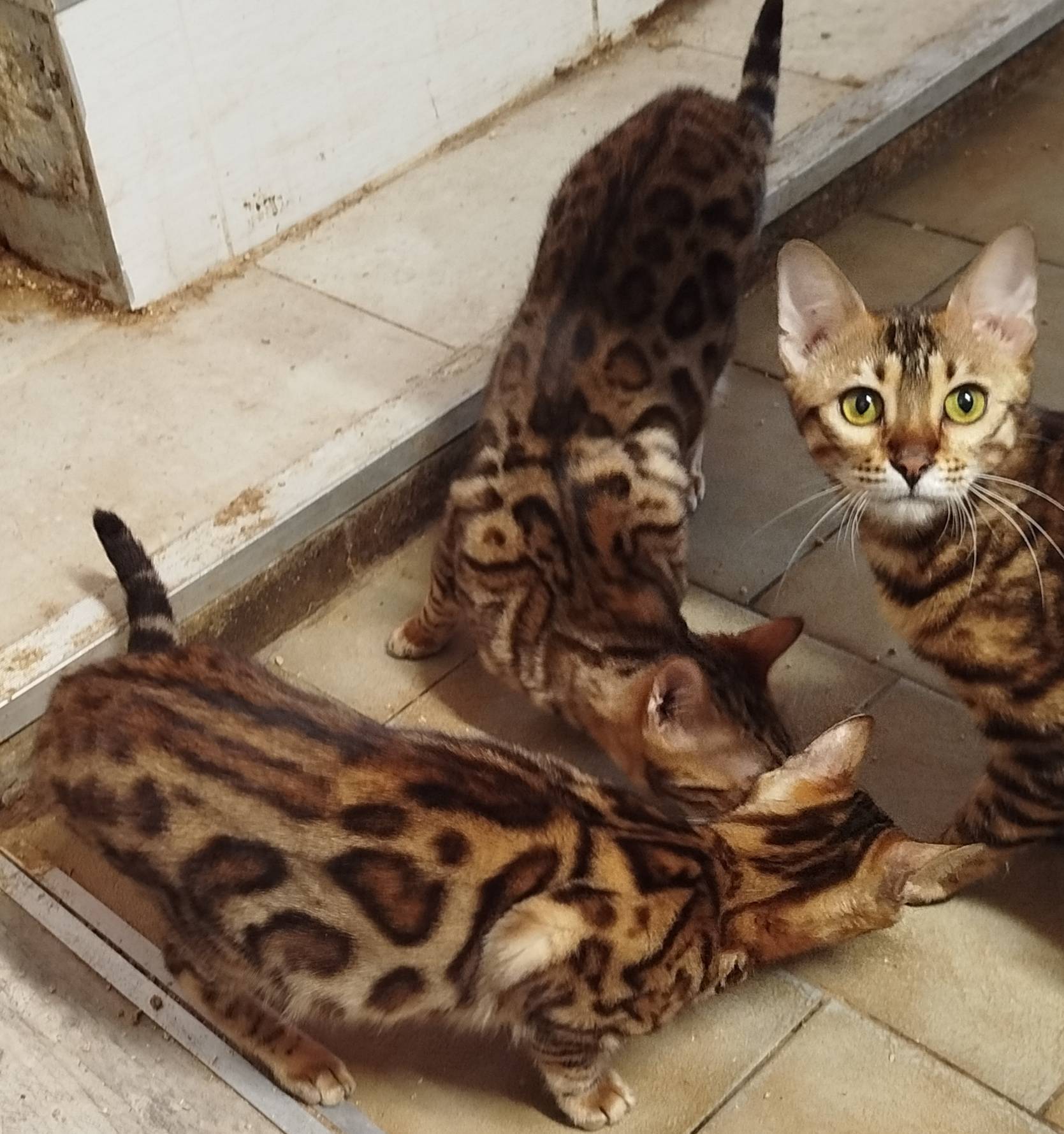 Vends 3 jeunes chats  Bengals neuvième
