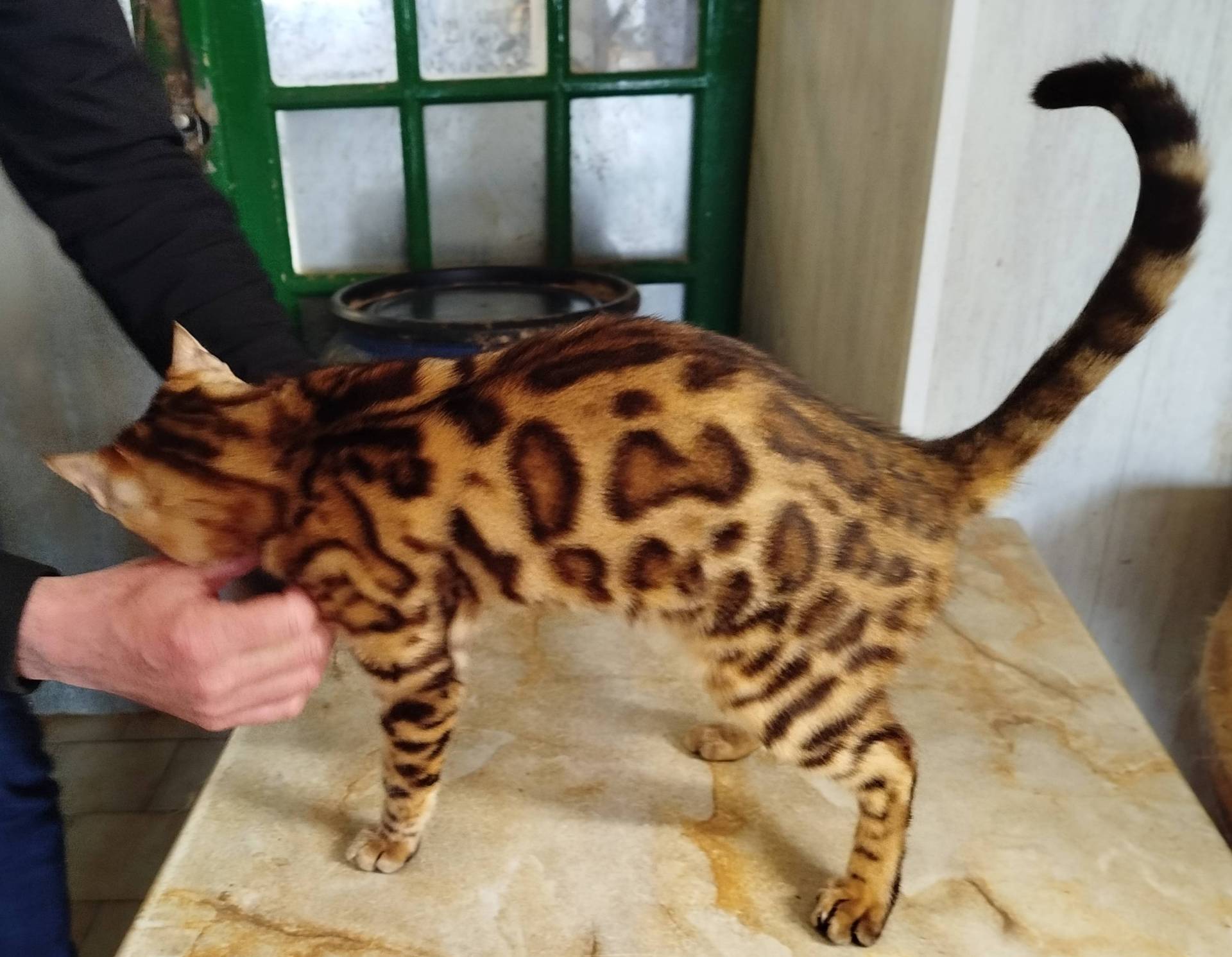 Vends 3 jeunes chats  Bengals quatrième