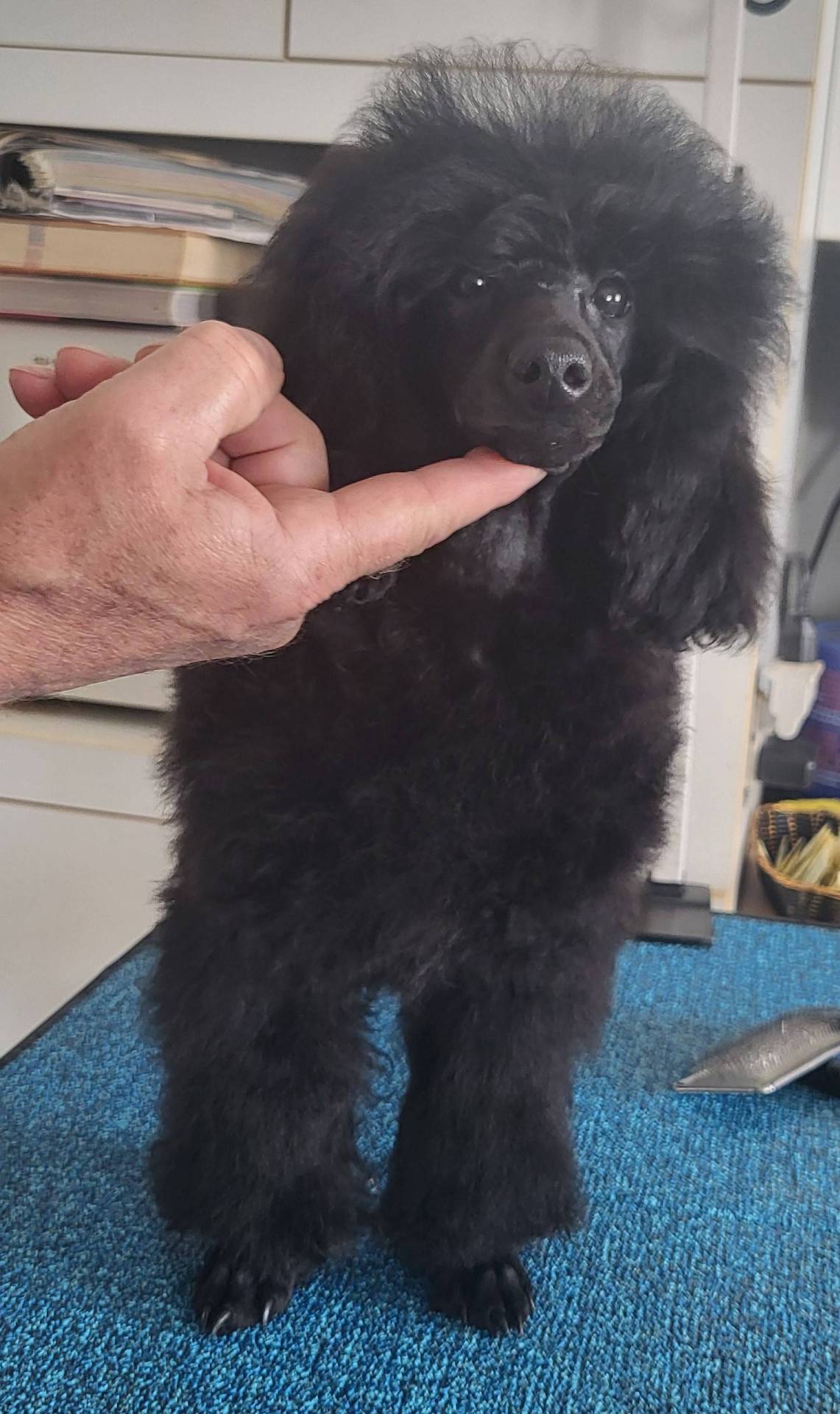 Chiots caniches moyens disponibles sixième