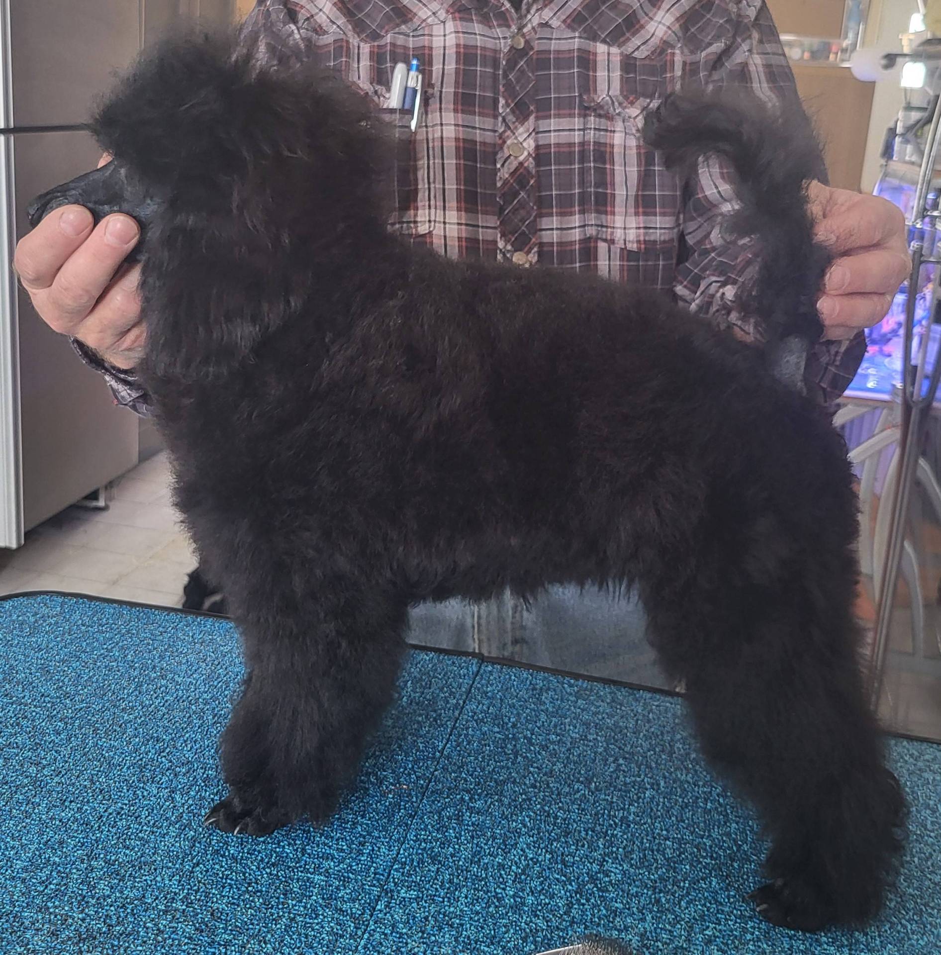 Chiots caniches moyens disponibles septième