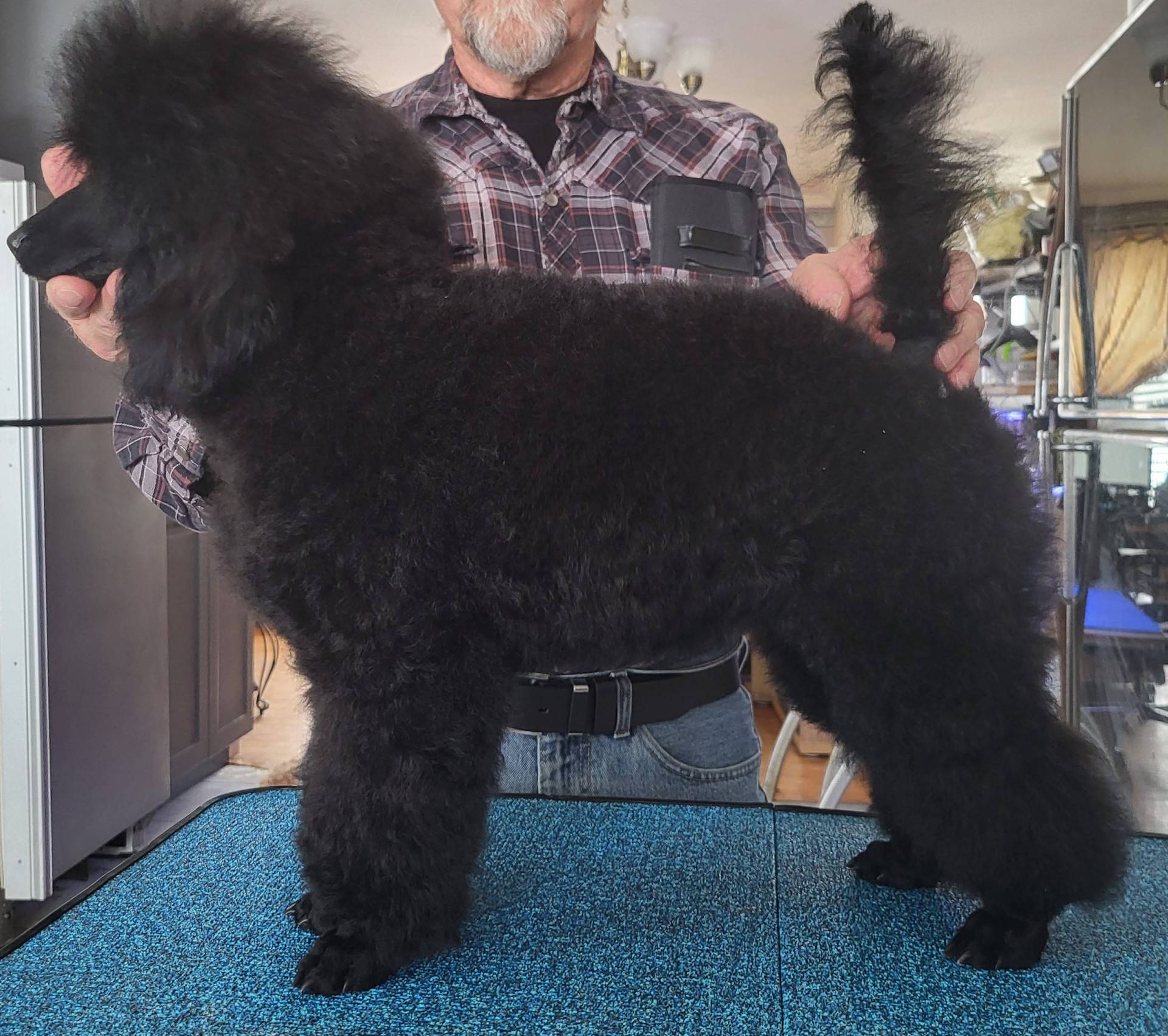 Chiots caniches moyens disponibles deuxième