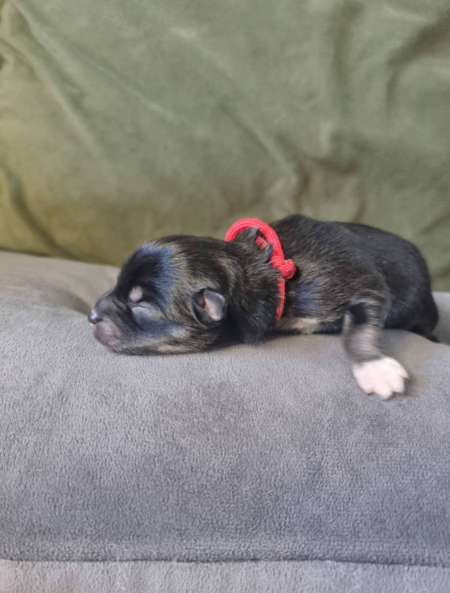 Chiots Pomsky F2 cinquième