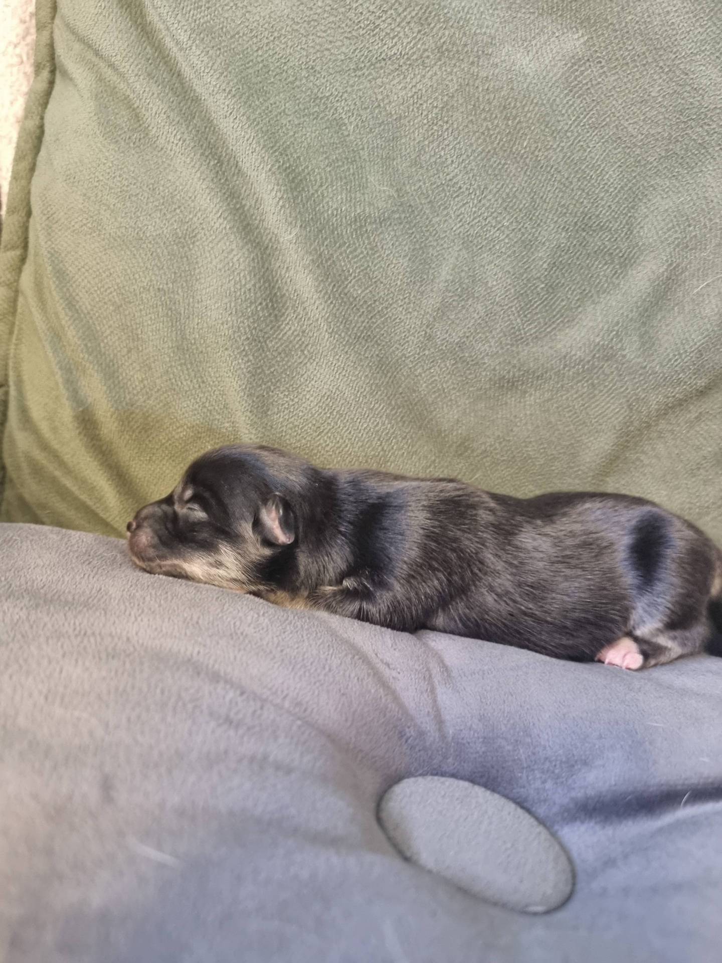 Chiots Pomsky F2 quatrième