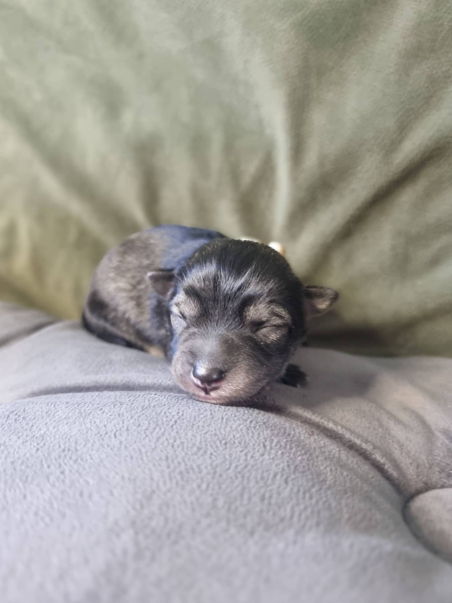 Chiots Pomsky F2 première