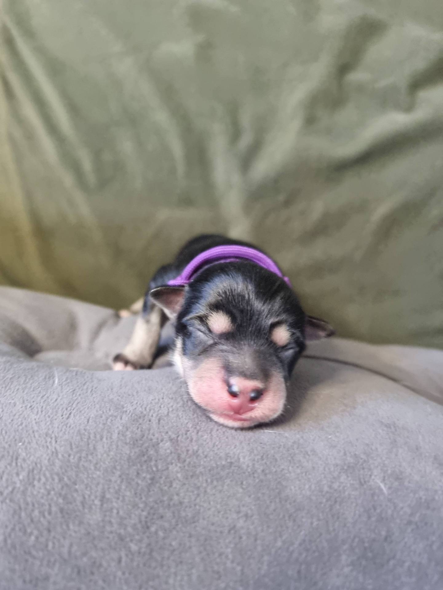 Chiots Pomsky F2 première