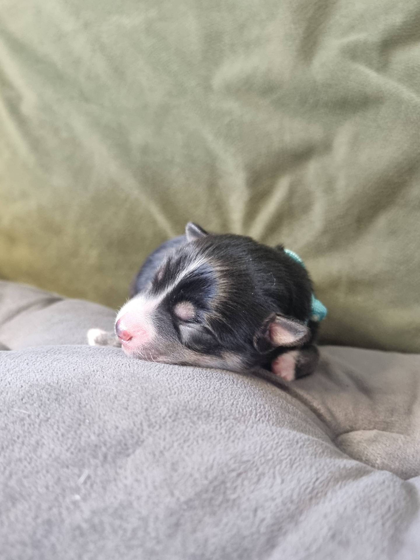 Chiots Pomsky F2 septième