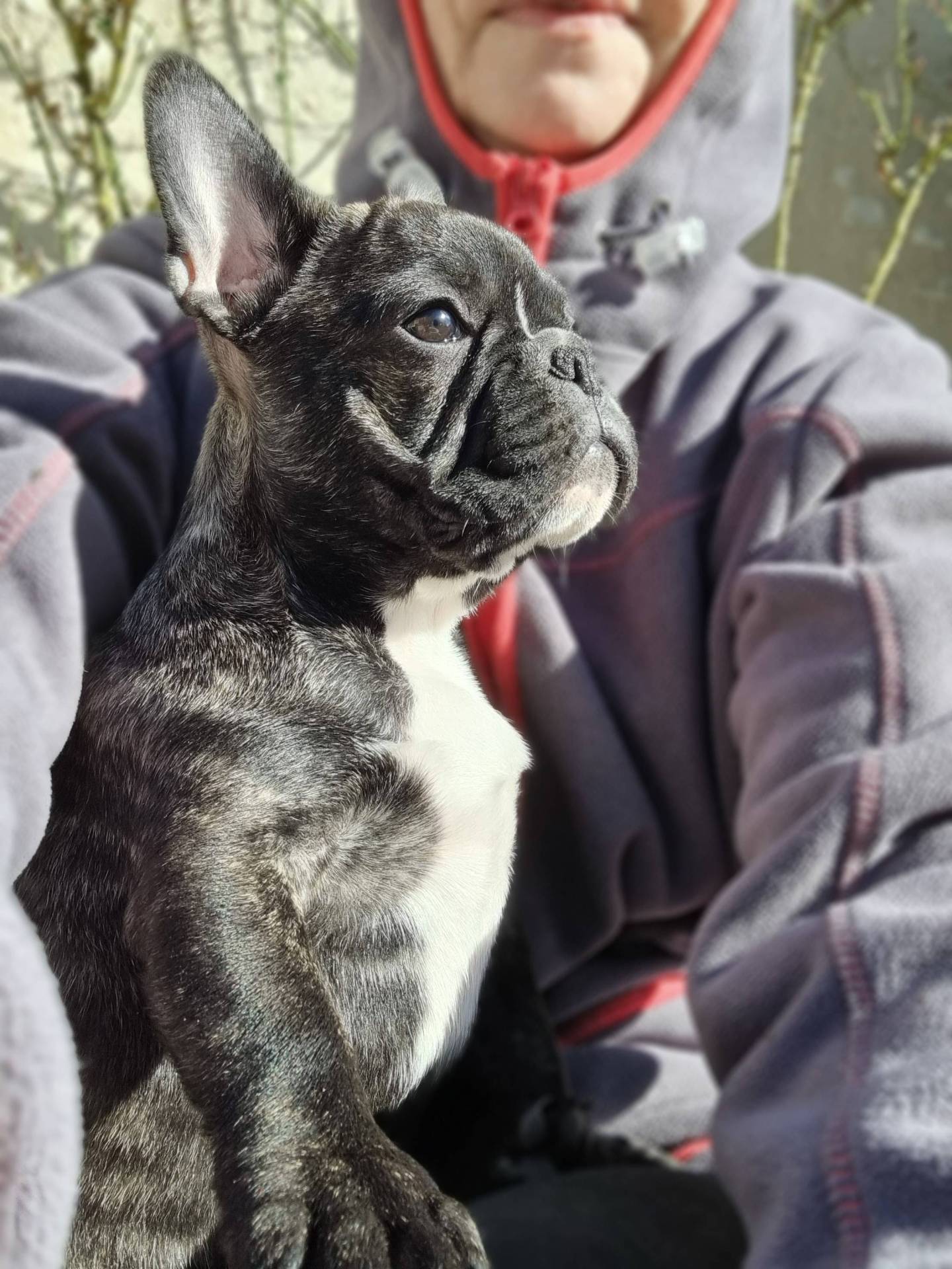 Chiot bouledogue français  septième
