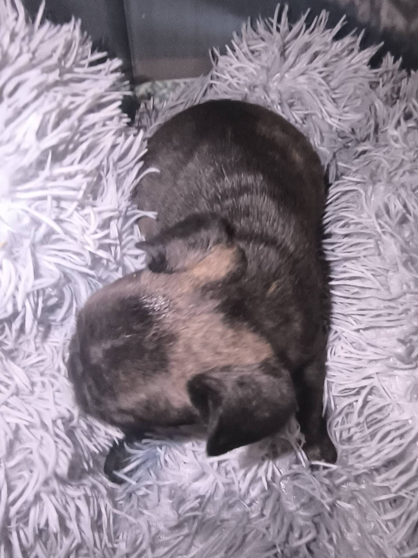 Chiots bouledogues français  sixième