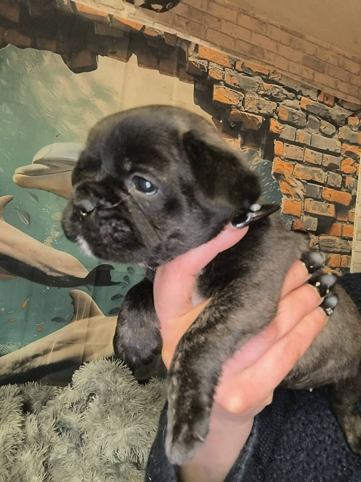 Chiots bouledogues français  première