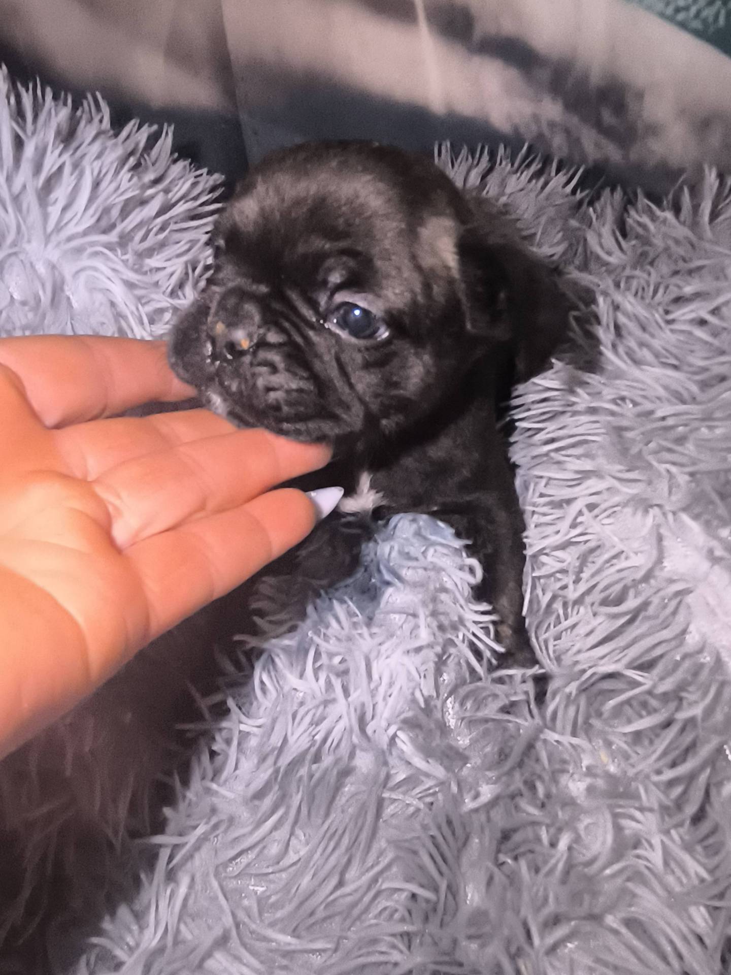 Chiots bouledogues français  deuxième