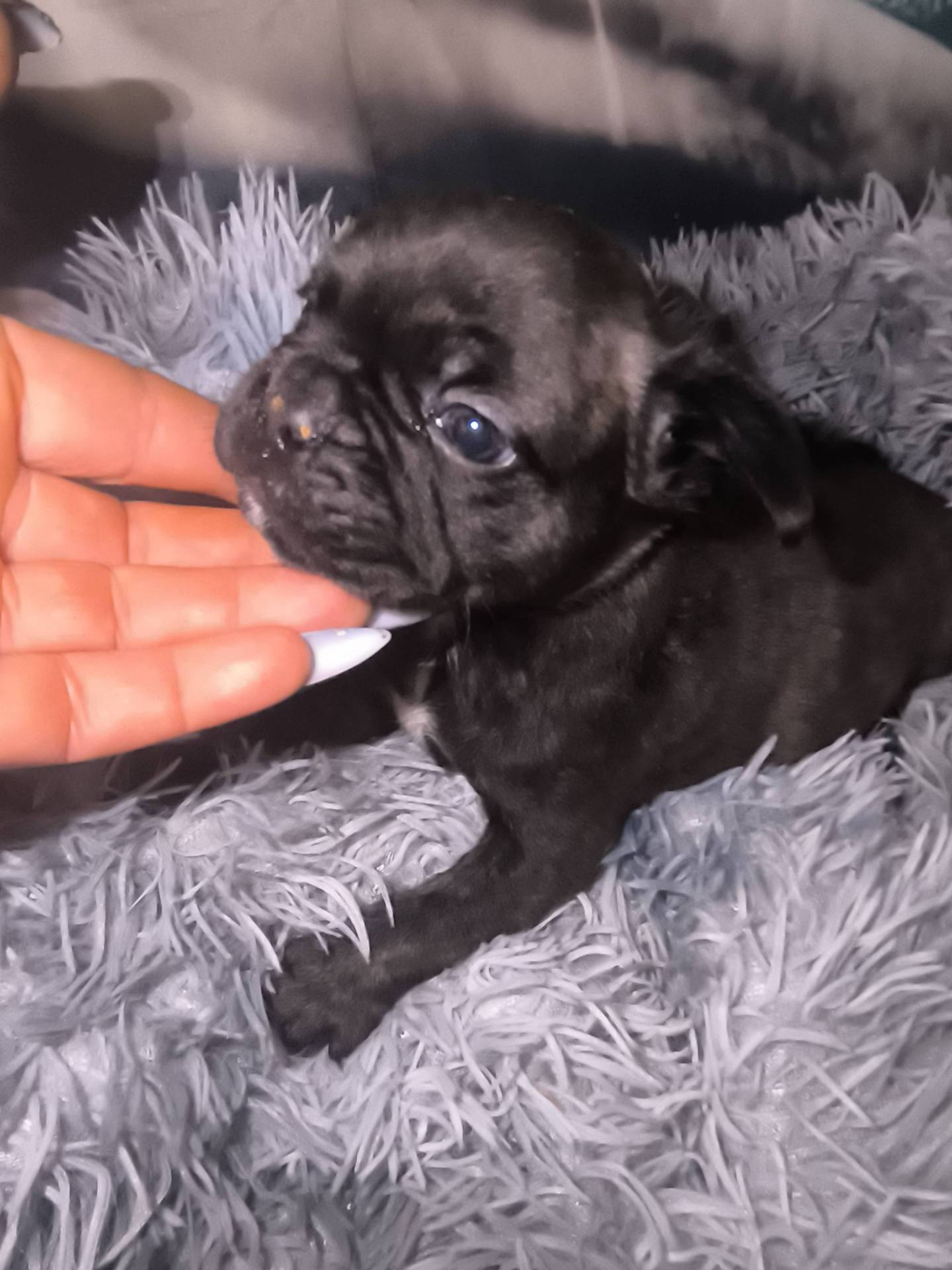 Chiots bouledogues français  neuvième