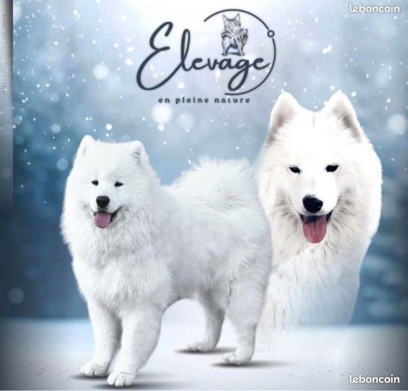 Chiots samoyèdes lof  prestigieuses origines  hautes lignées sibérienne neuvième