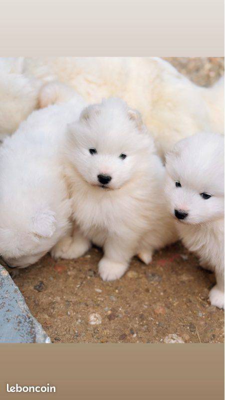 Chiots samoyèdes lof  prestigieuses origines  hautes lignées sibérienne sixième