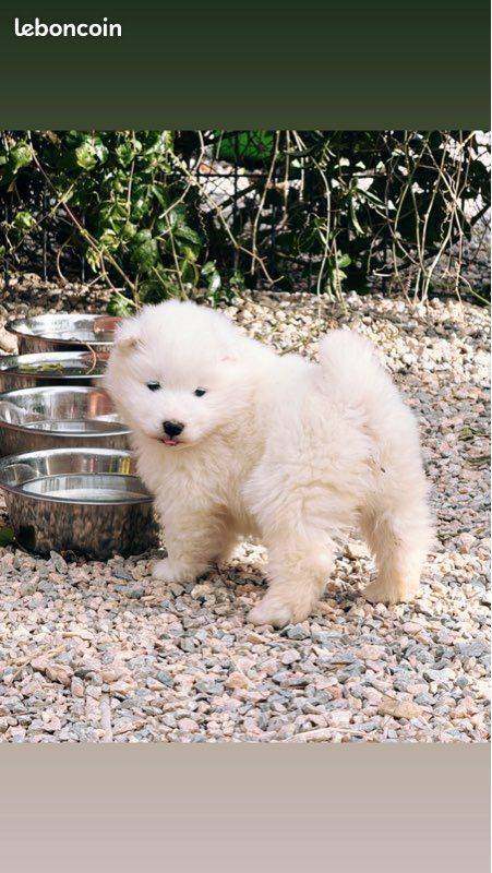 Chiots samoyèdes lof  prestigieuses origines  hautes lignées sibérienne quatrième