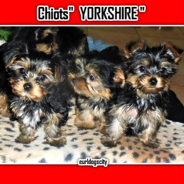 Splendides Chiots  Yorkshire septième