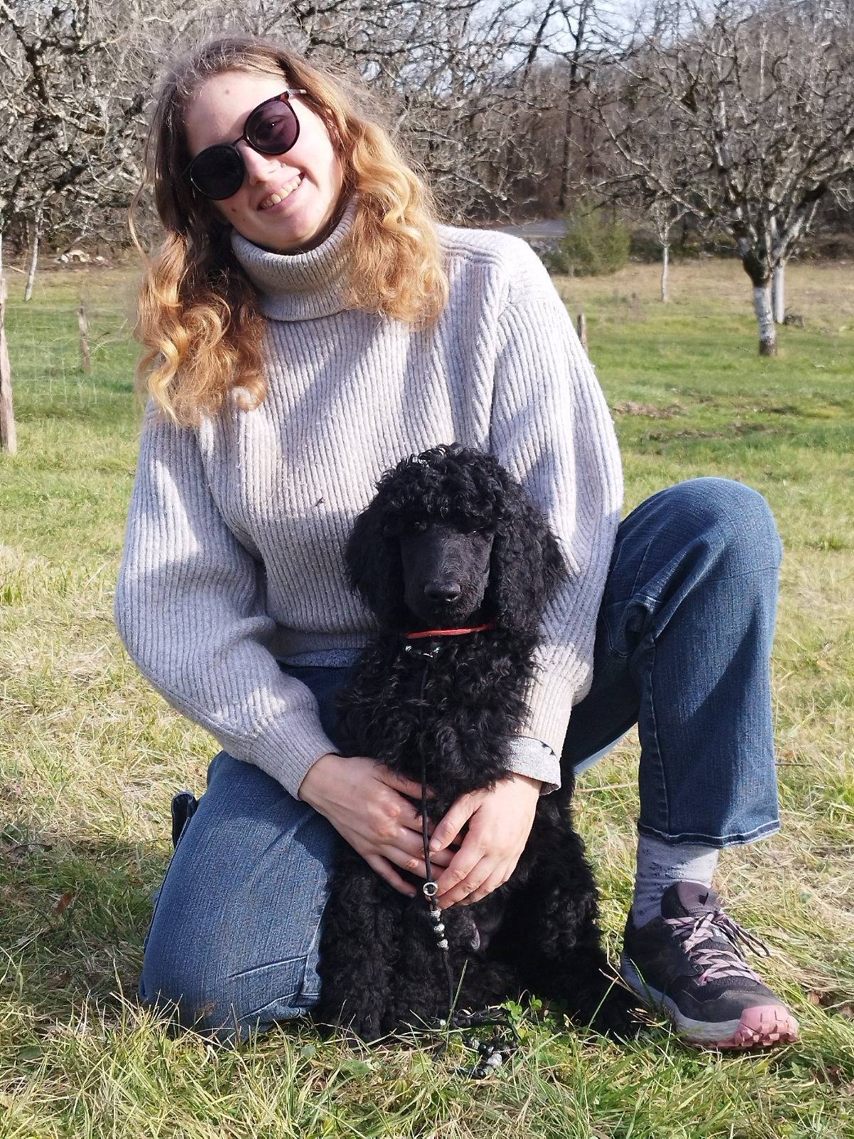 Caniche Royal / grand caniche à vendre  troisième