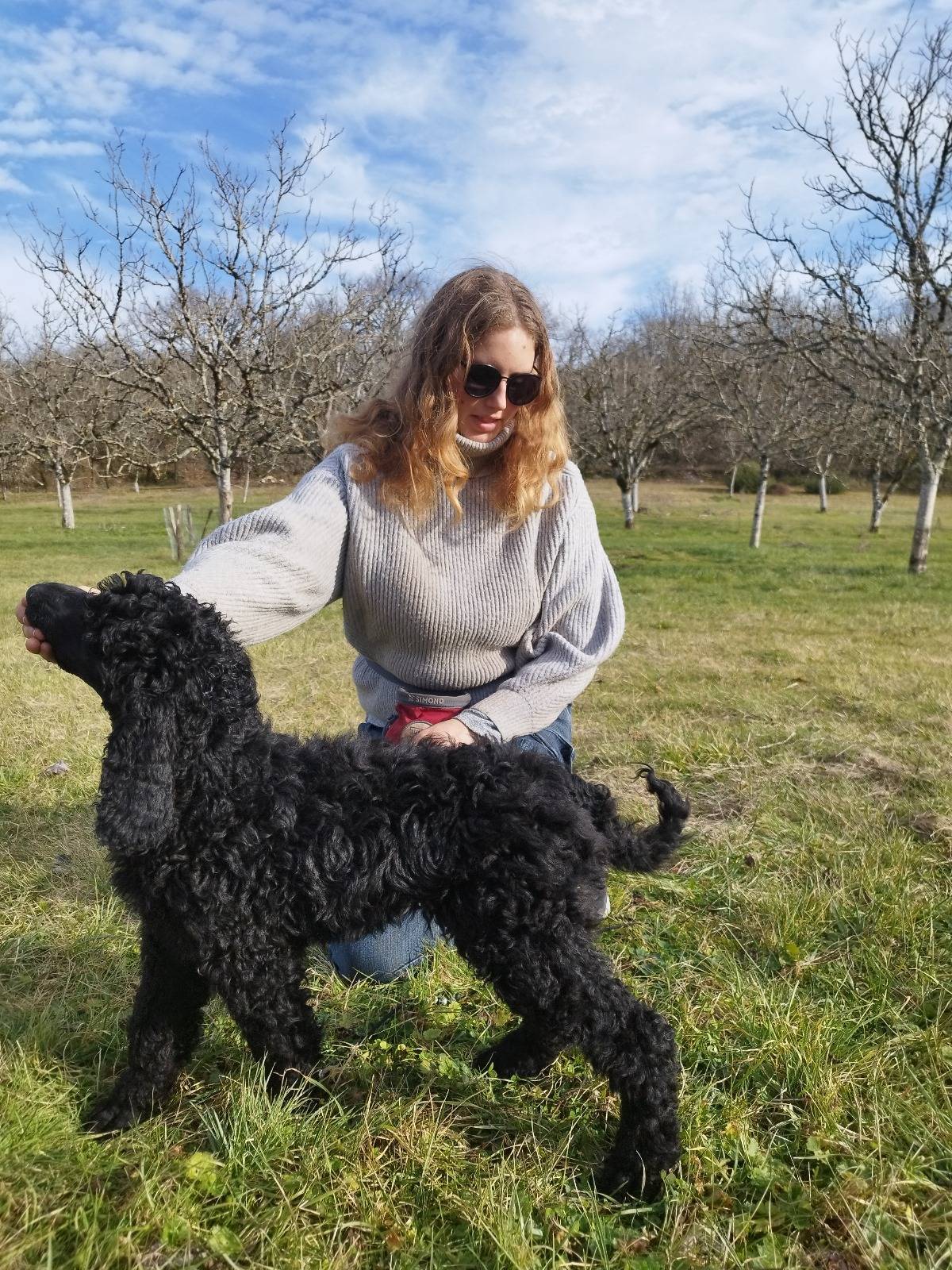 Caniche Royal / grand caniche à vendre  neuvième
