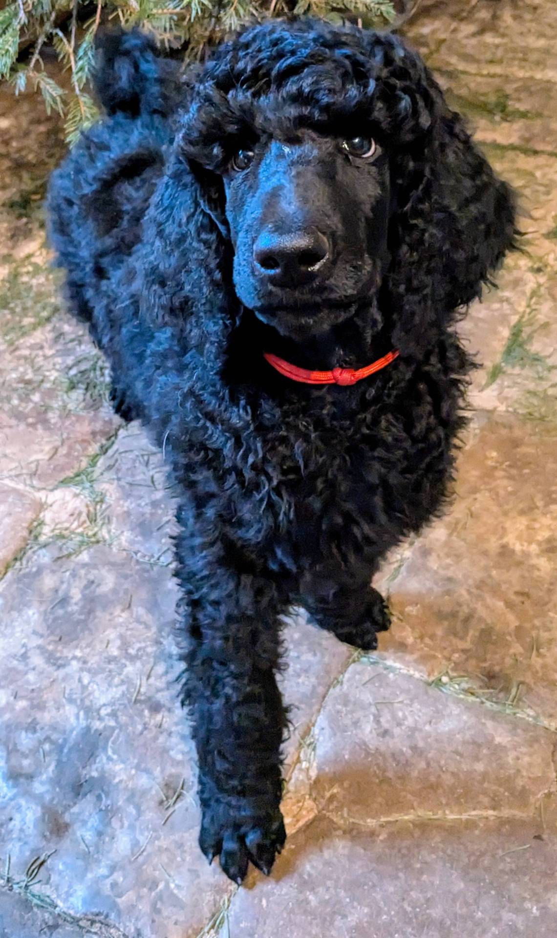 Caniche Royal / grand caniche à vendre  huitième