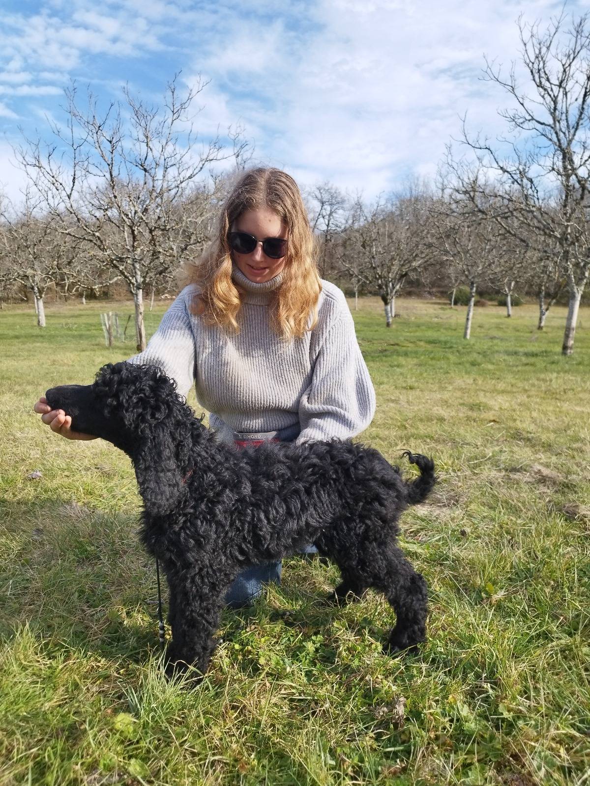 Caniche Royal / grand caniche à vendre  neuvième