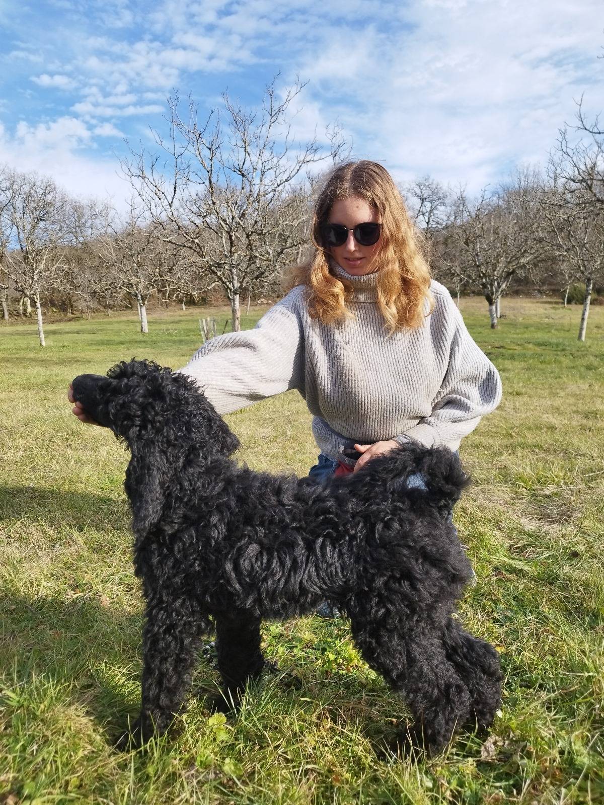 Caniche Royal / grand caniche à vendre  première