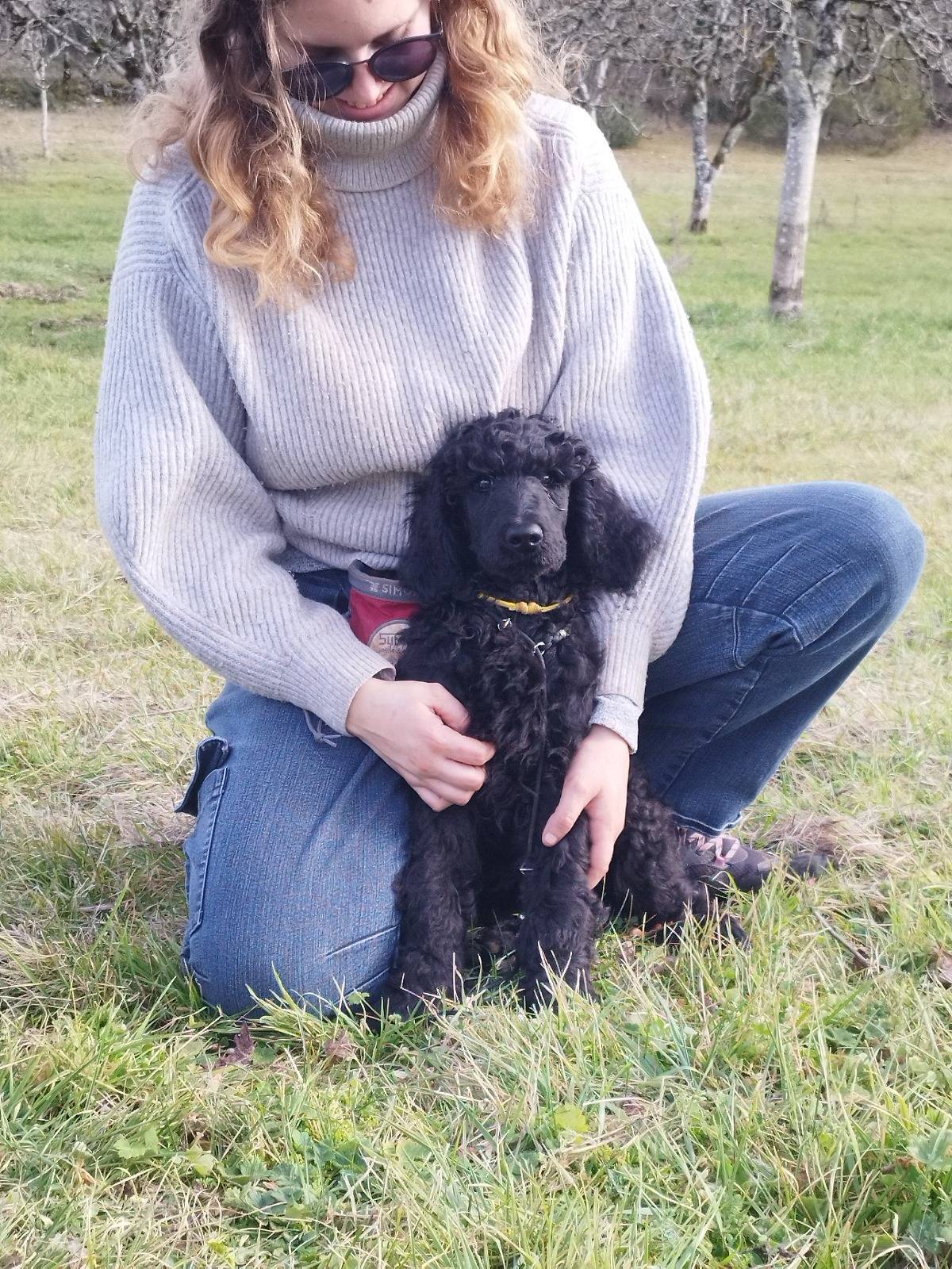 Caniche Royal / grand caniche à vendre  première