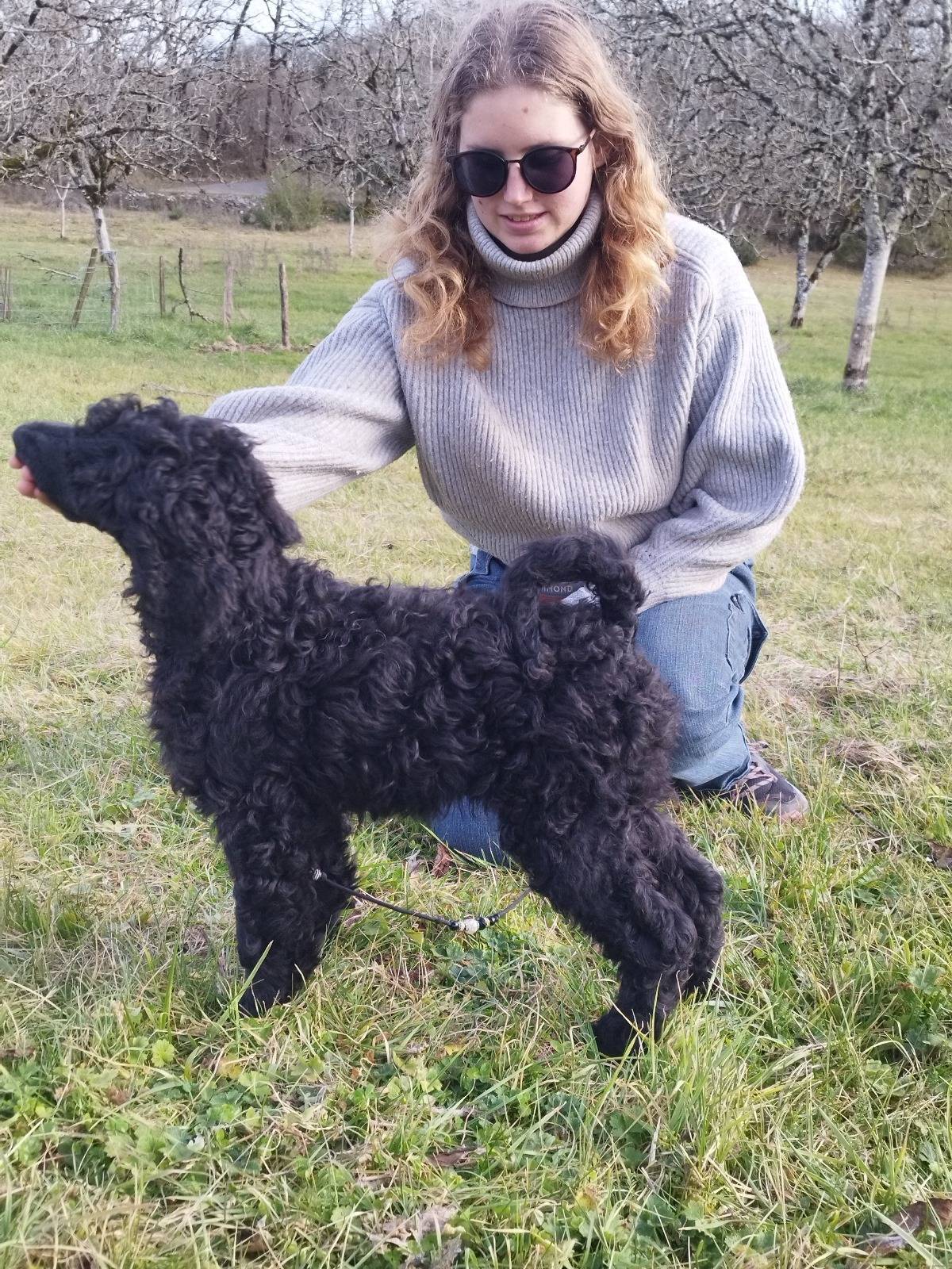 Caniche Royal / grand caniche à vendre  septième
