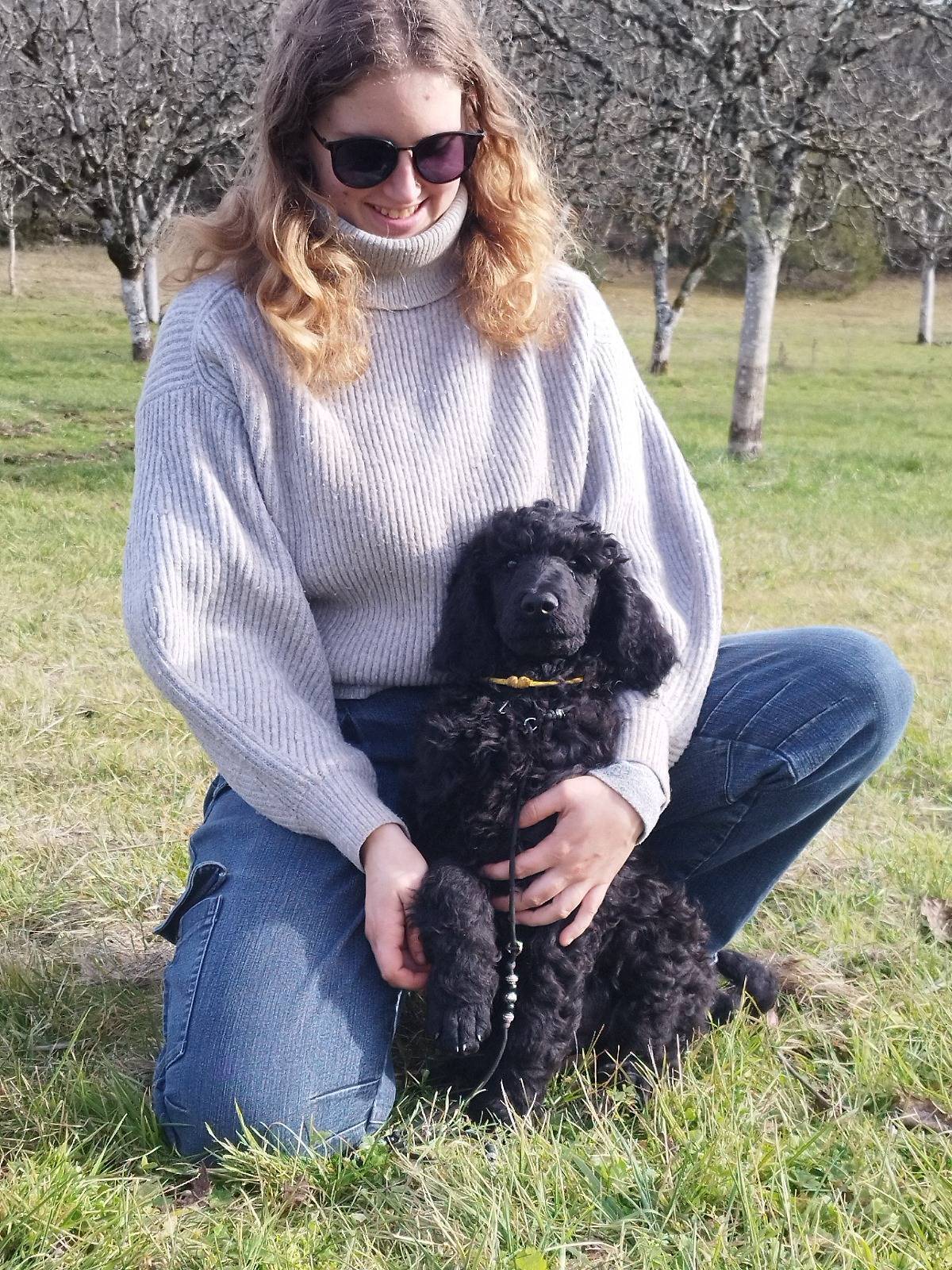Caniche Royal / grand caniche à vendre  première
