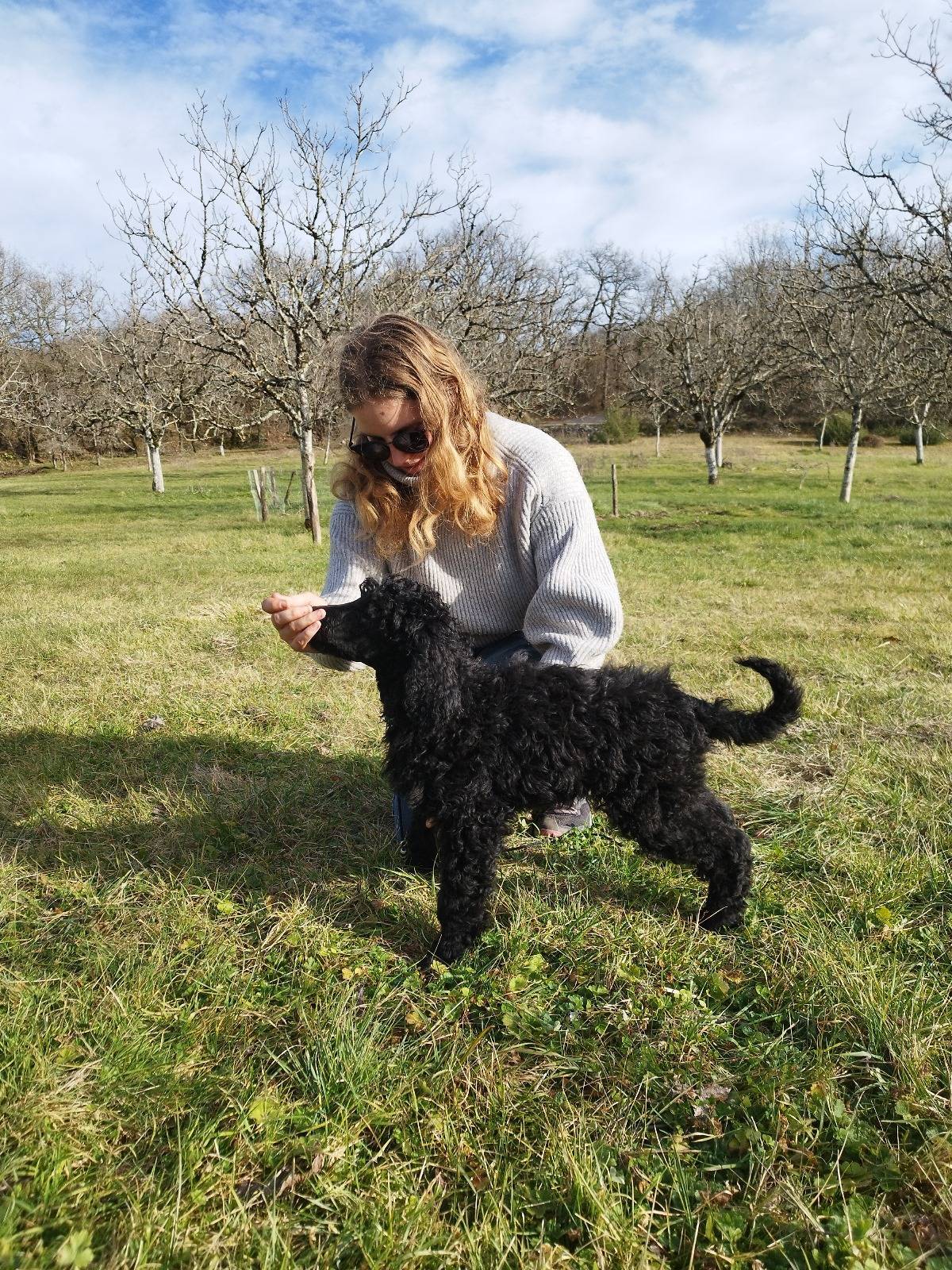 Caniche Royal / grand caniche à vendre  septième