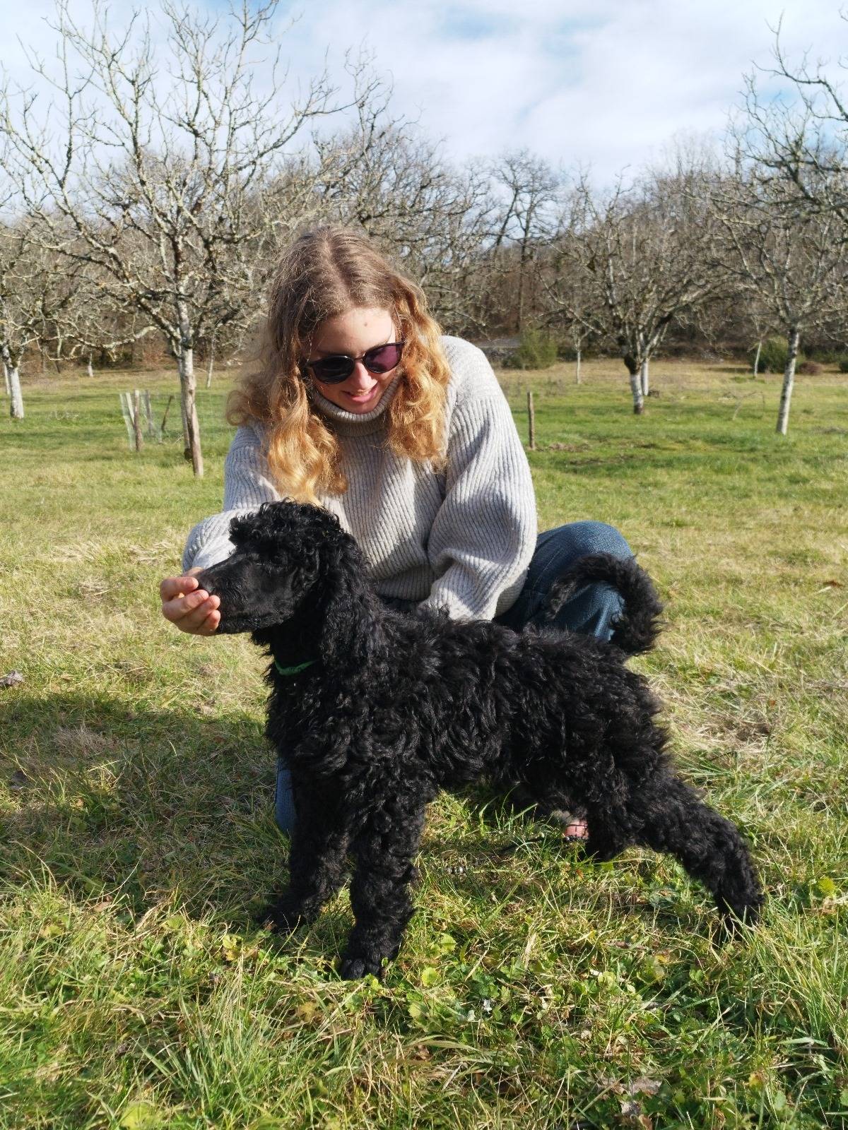 Caniche Royal / grand caniche à vendre  huitième