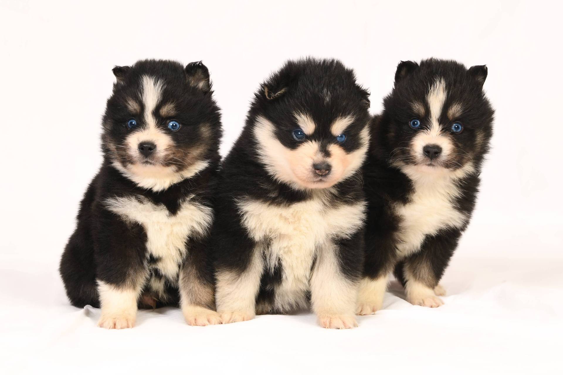 Magnifiques pomsky  troisième