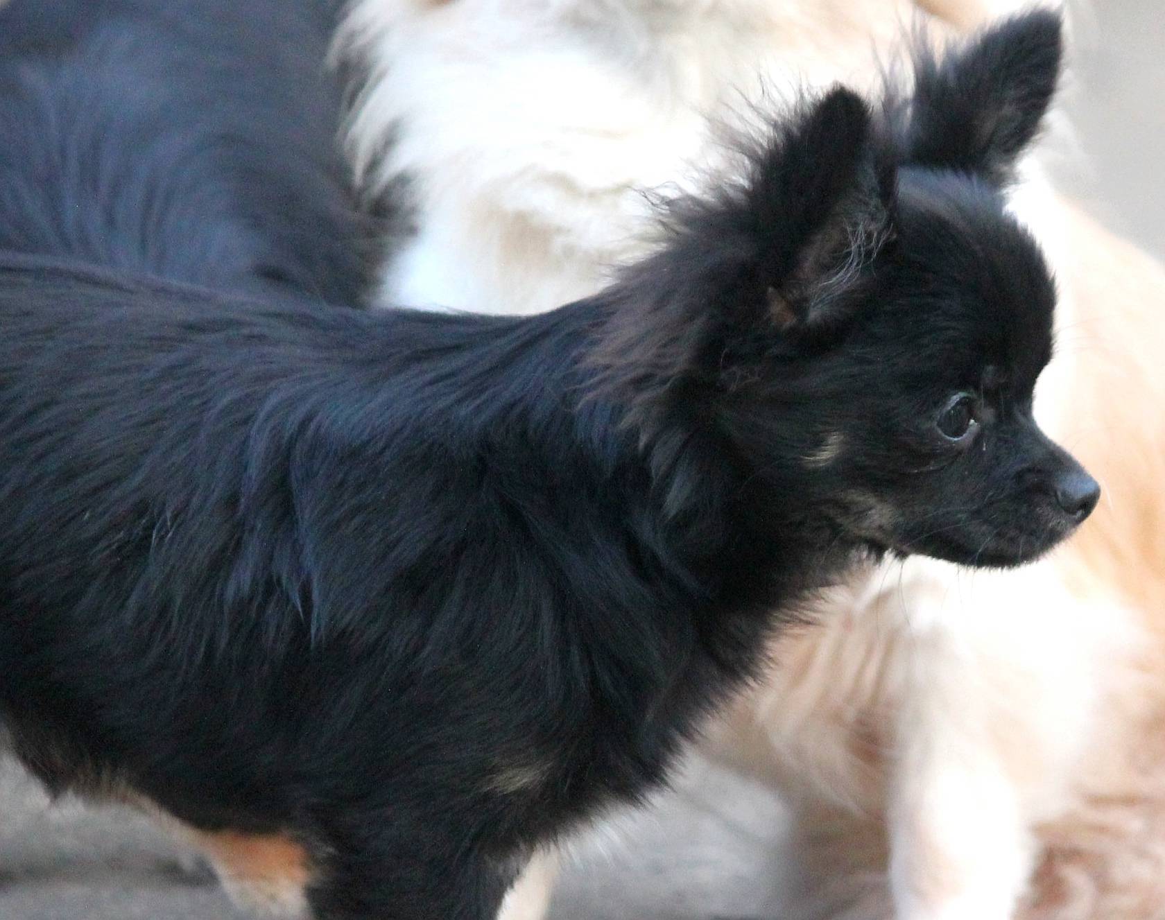 Femelle Chihuahua Lof mini cinquième