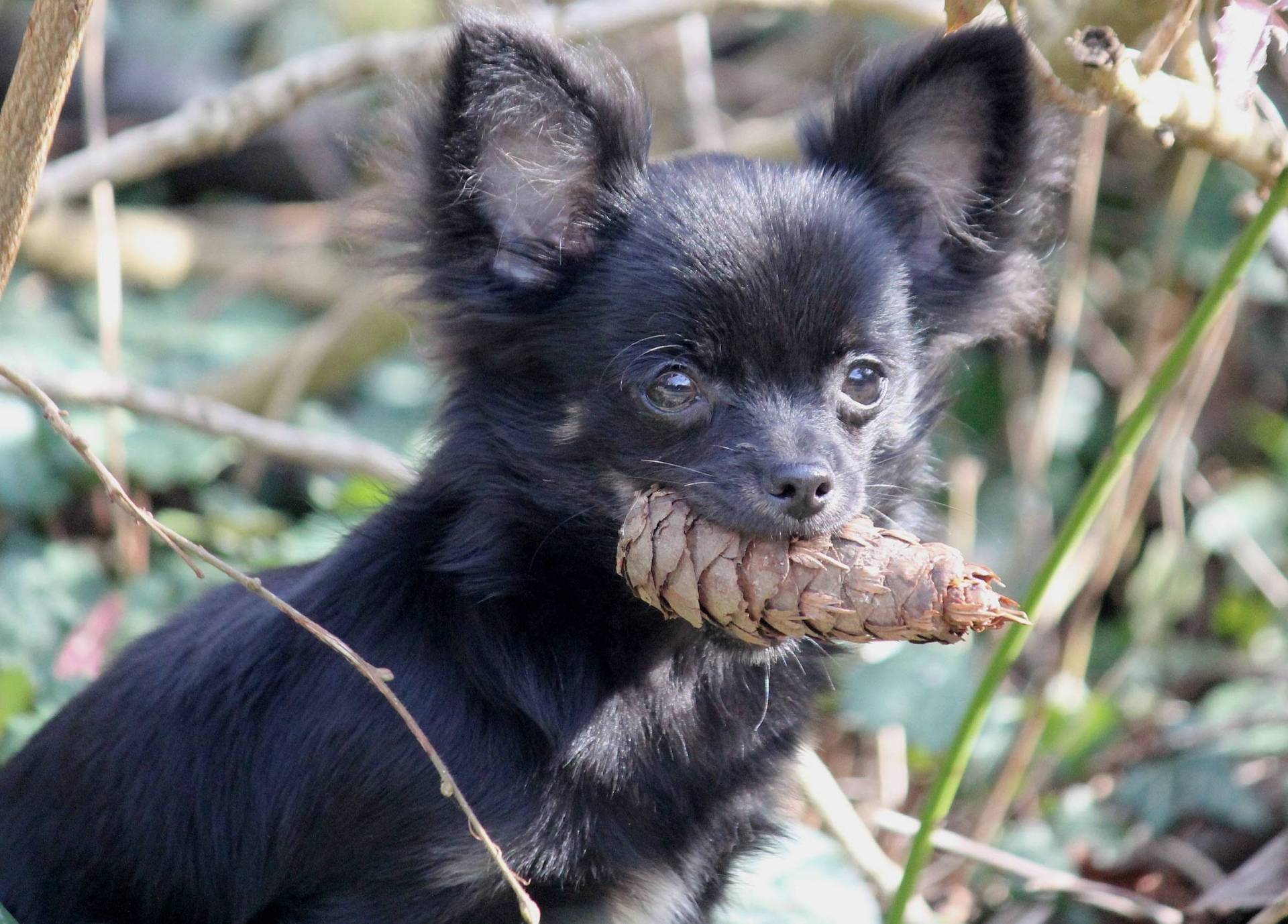 Femelle Chihuahua Lof mini cinquième