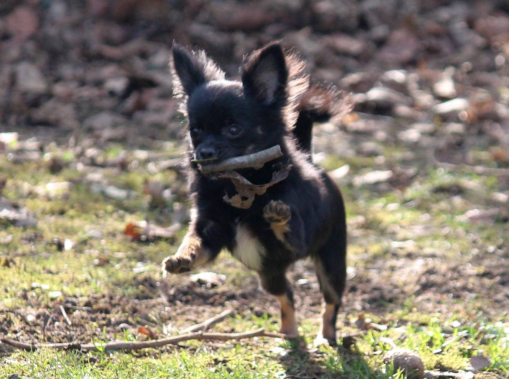 Femelle Chihuahua Lof mini quatrième