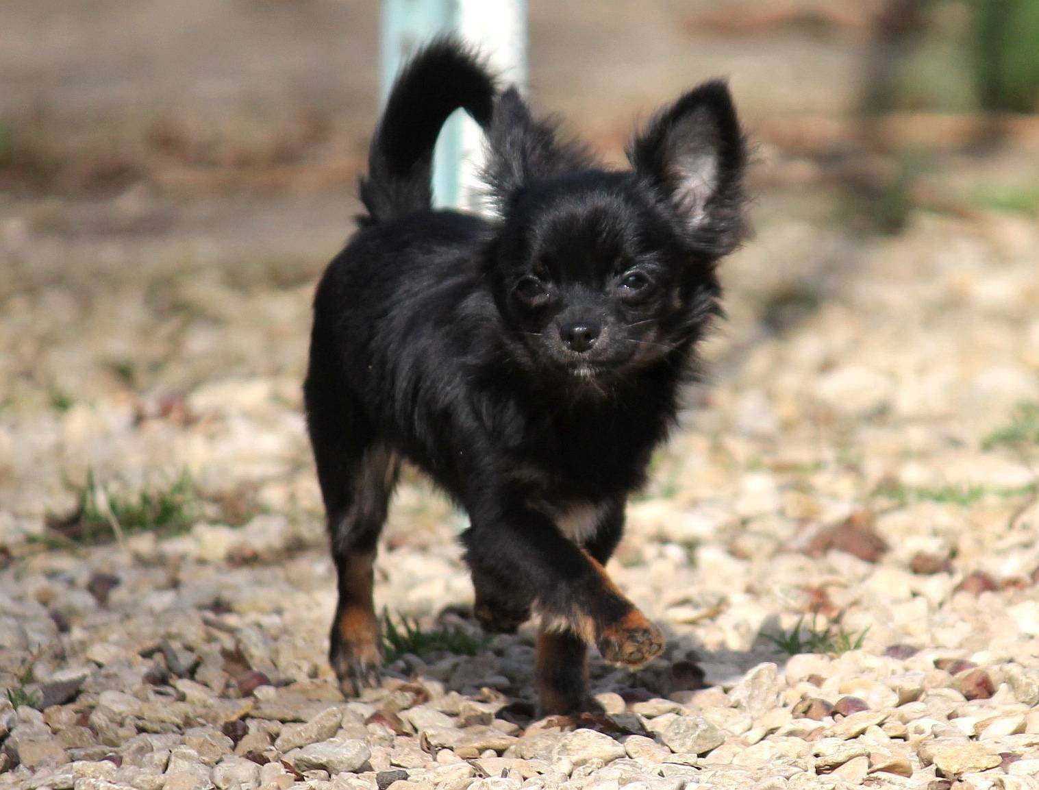 Femelle Chihuahua Lof mini troisième