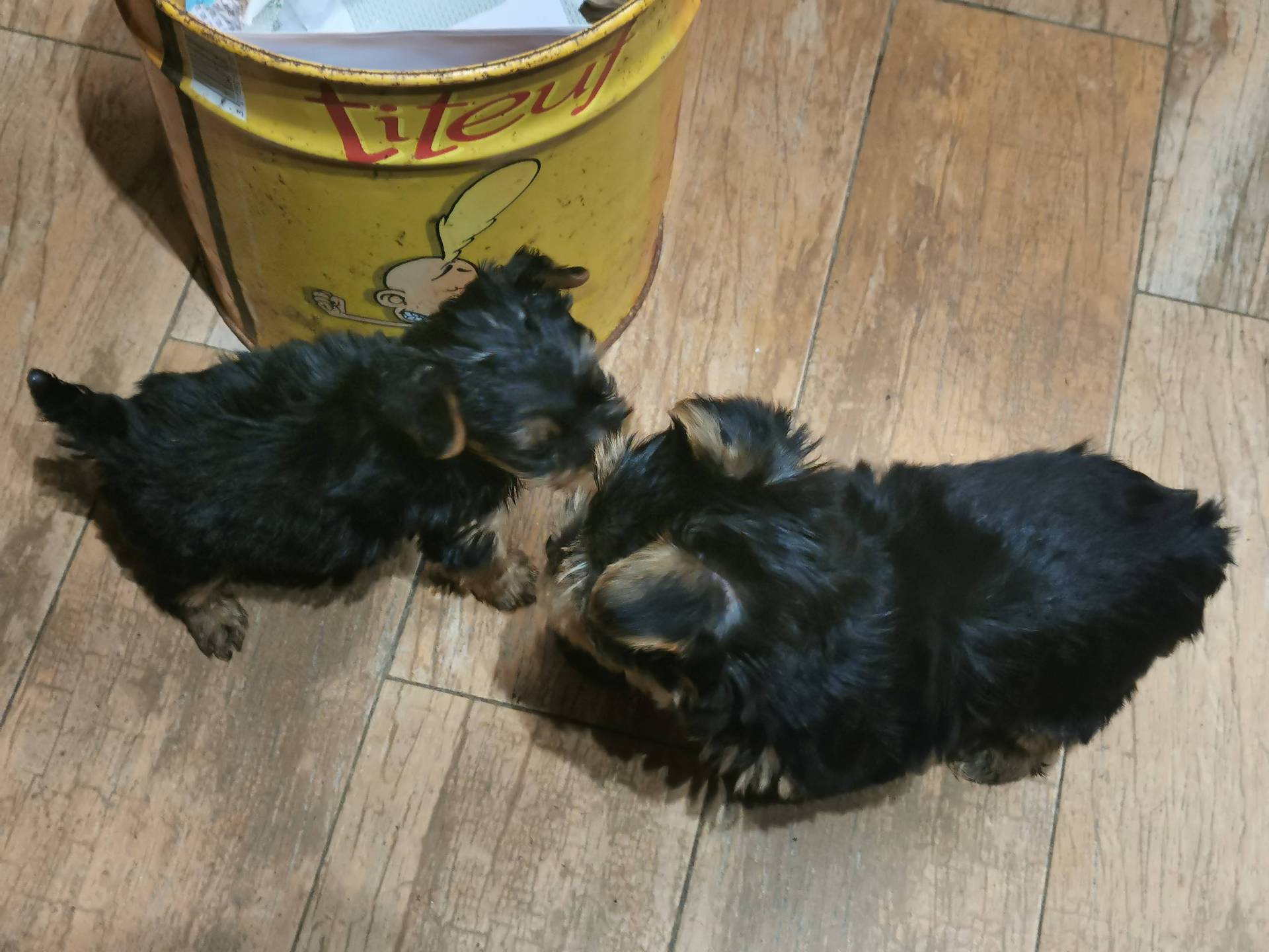 Chiots Yorkshire première