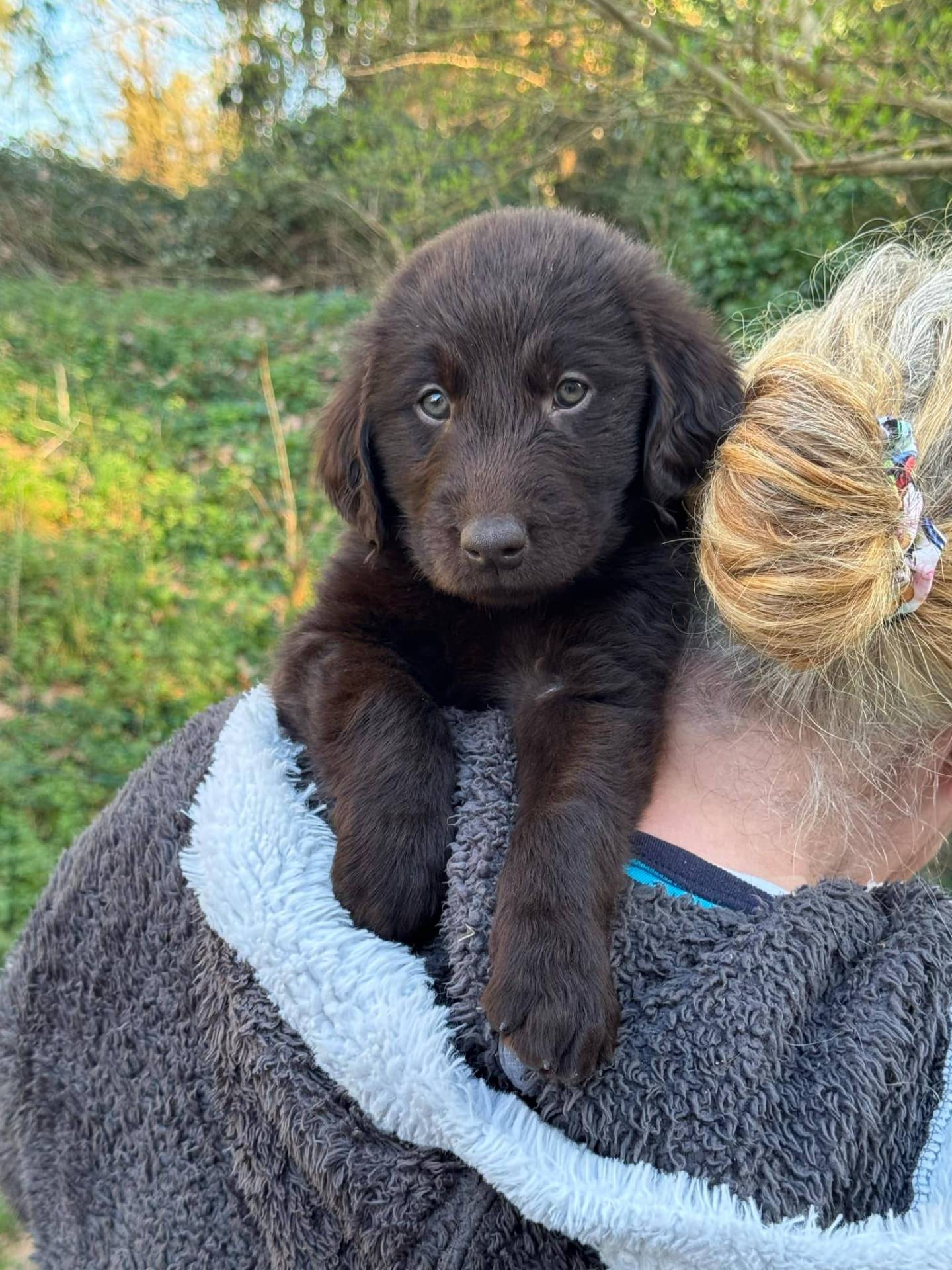 Chiots Flat Coated Retriever à l'adoption  neuvième