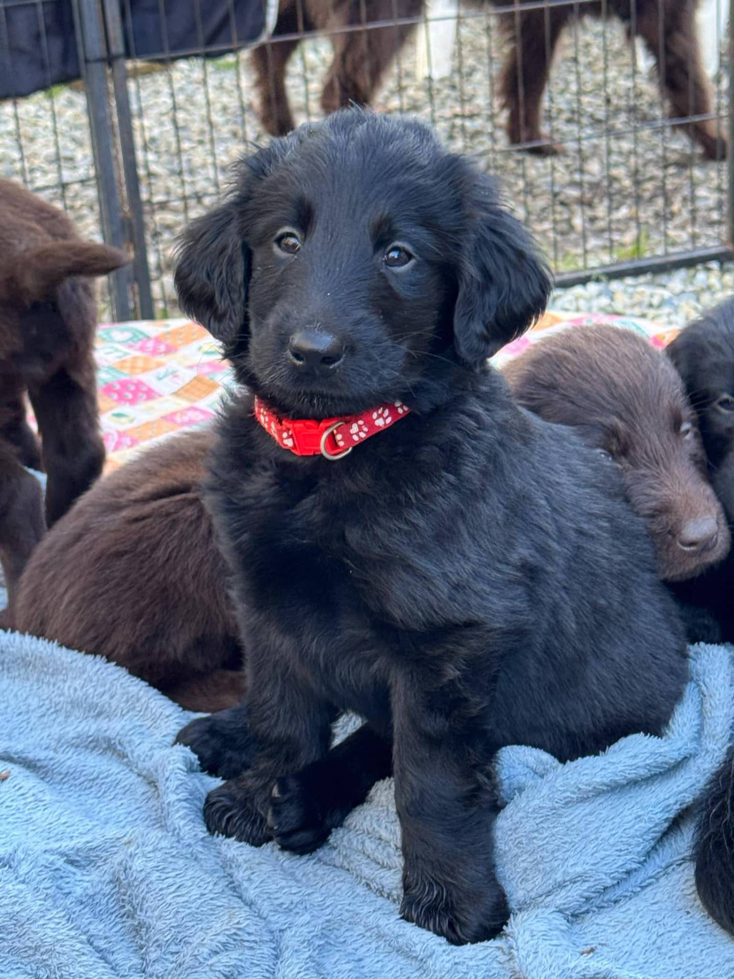 Chiots Flat Coated Retriever à l'adoption  première