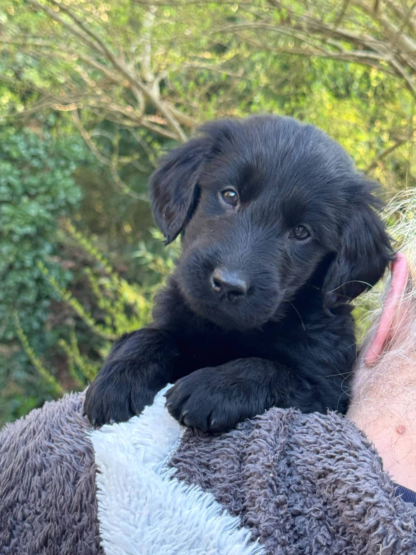 Chiots Flat Coated Retriever à l'adoption  deuxième