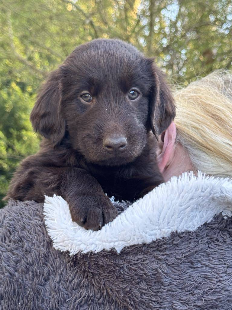 Chiots Flat Coated Retriever à l'adoption  cinquième