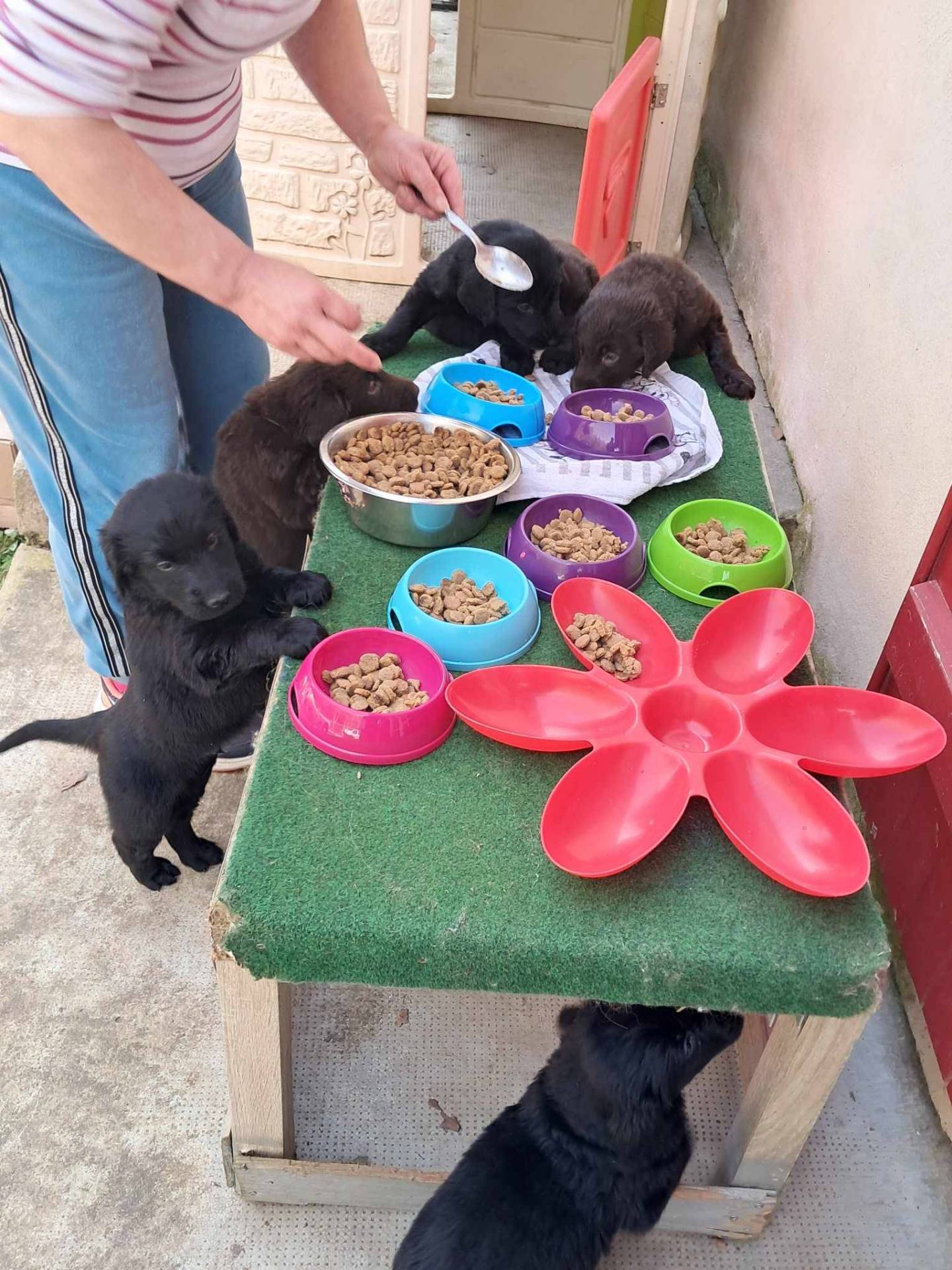 Chiots Flat Coated Retriever à l'adoption  huitième
