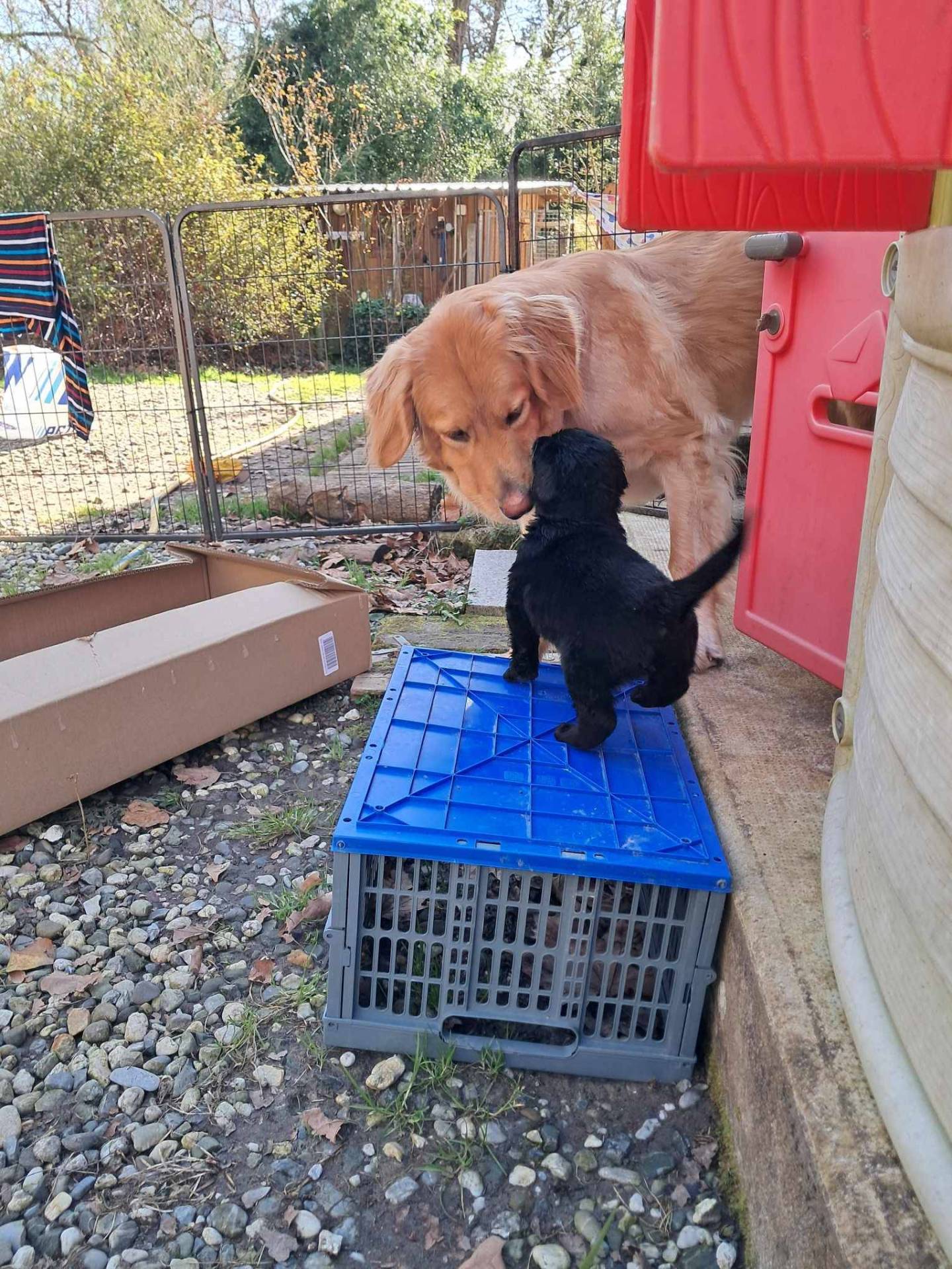 Chiots Flat Coated Retriever à l'adoption  quatrième