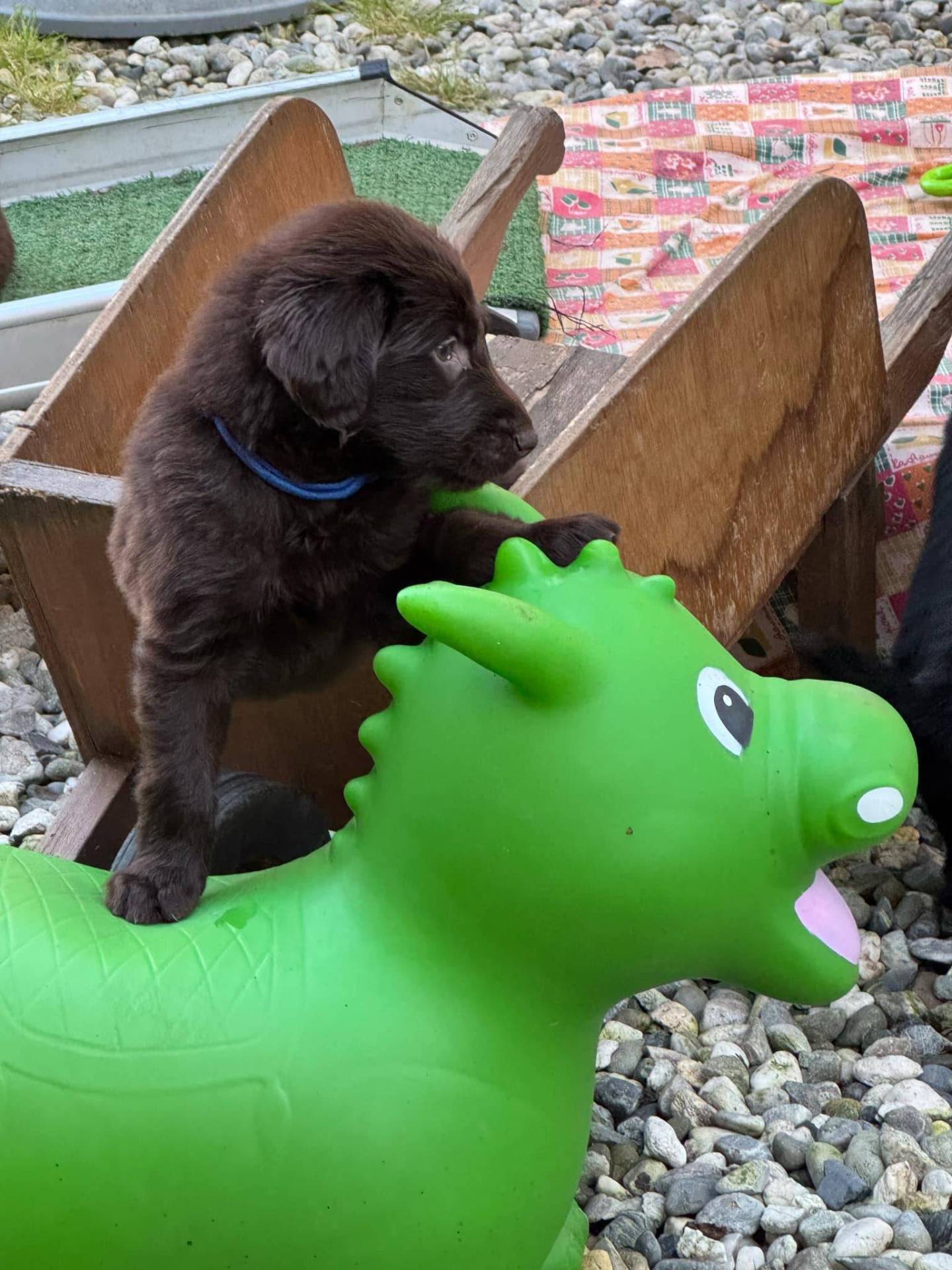 Chiots Flat Coated Retriever à l'adoption  deuxième