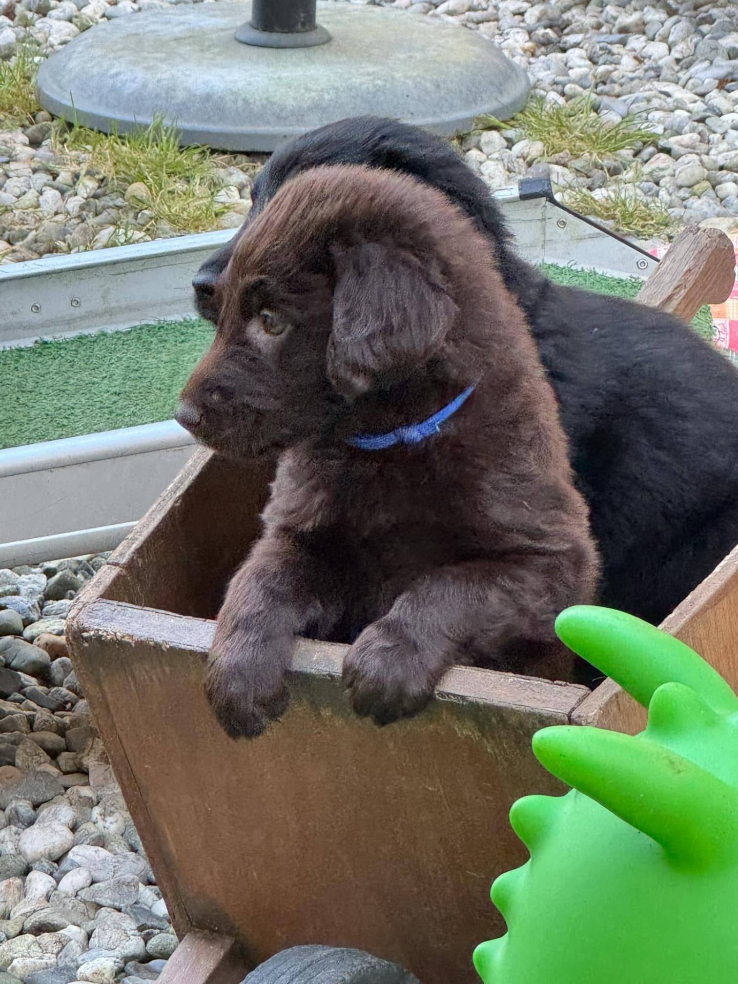 Chiots Flat Coated Retriever à l'adoption  deuxième