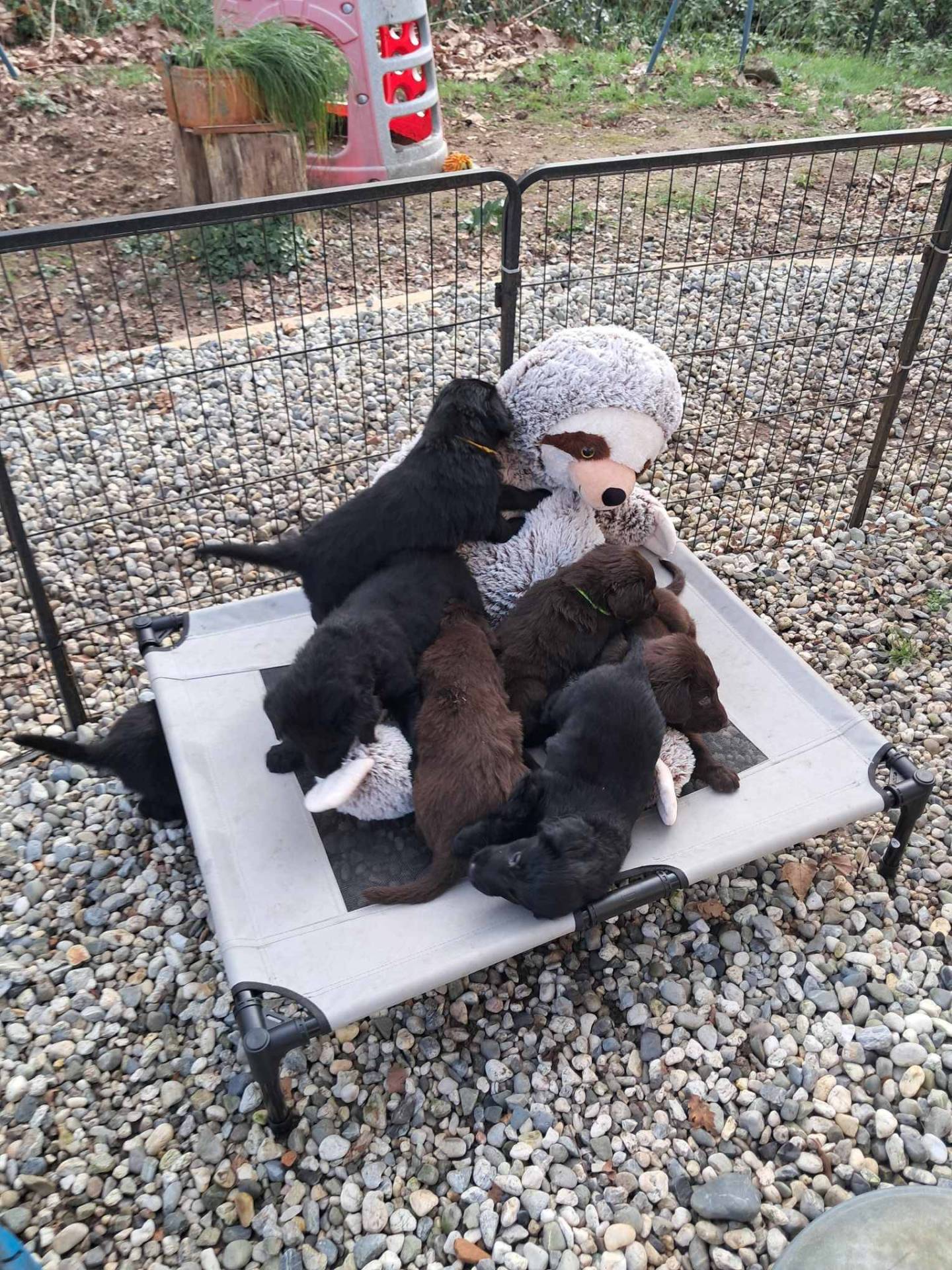 Chiots Flat Coated Retriever à l'adoption  huitième