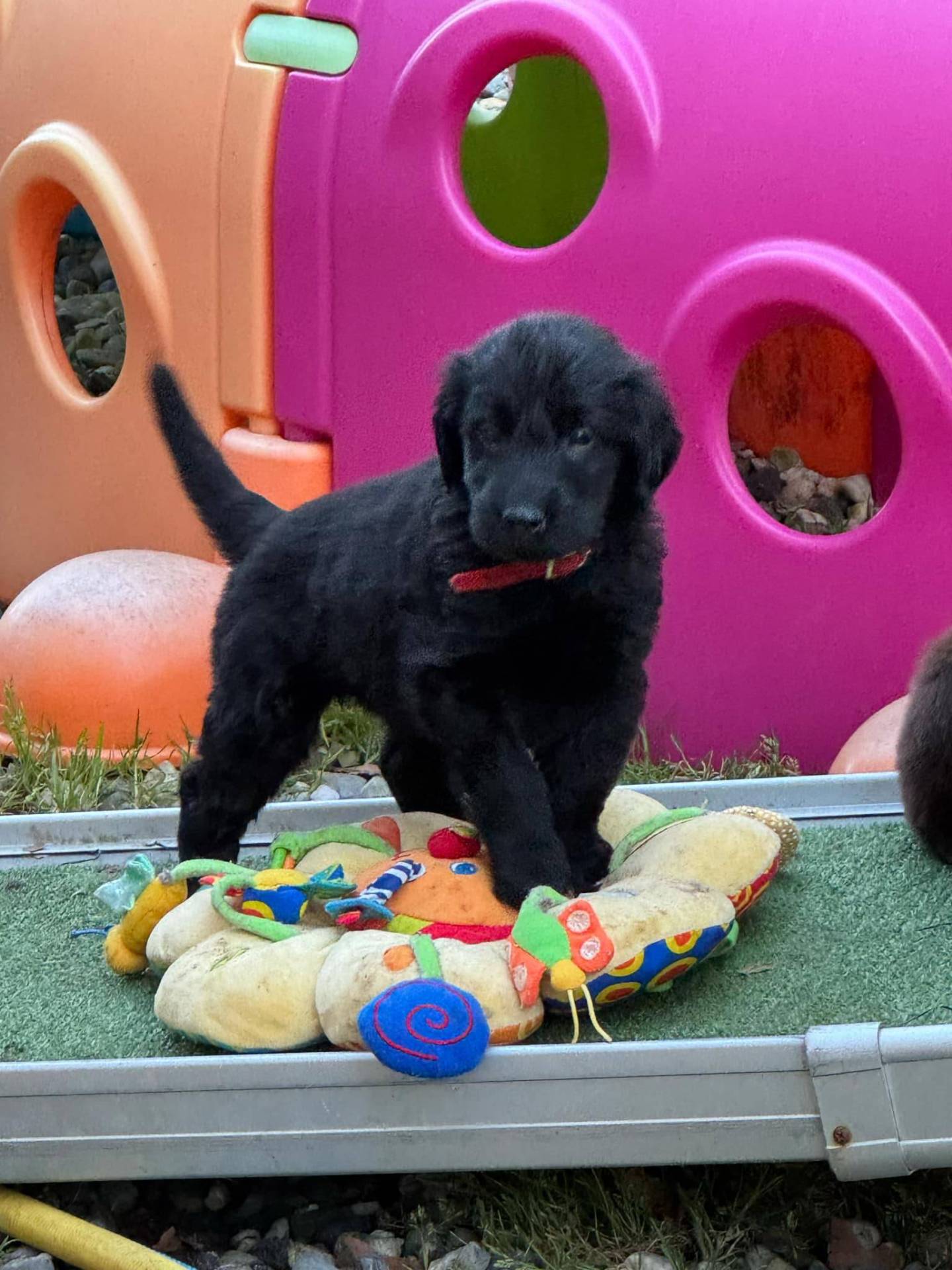 Chiots Flat Coated Retriever à l'adoption  cinquième