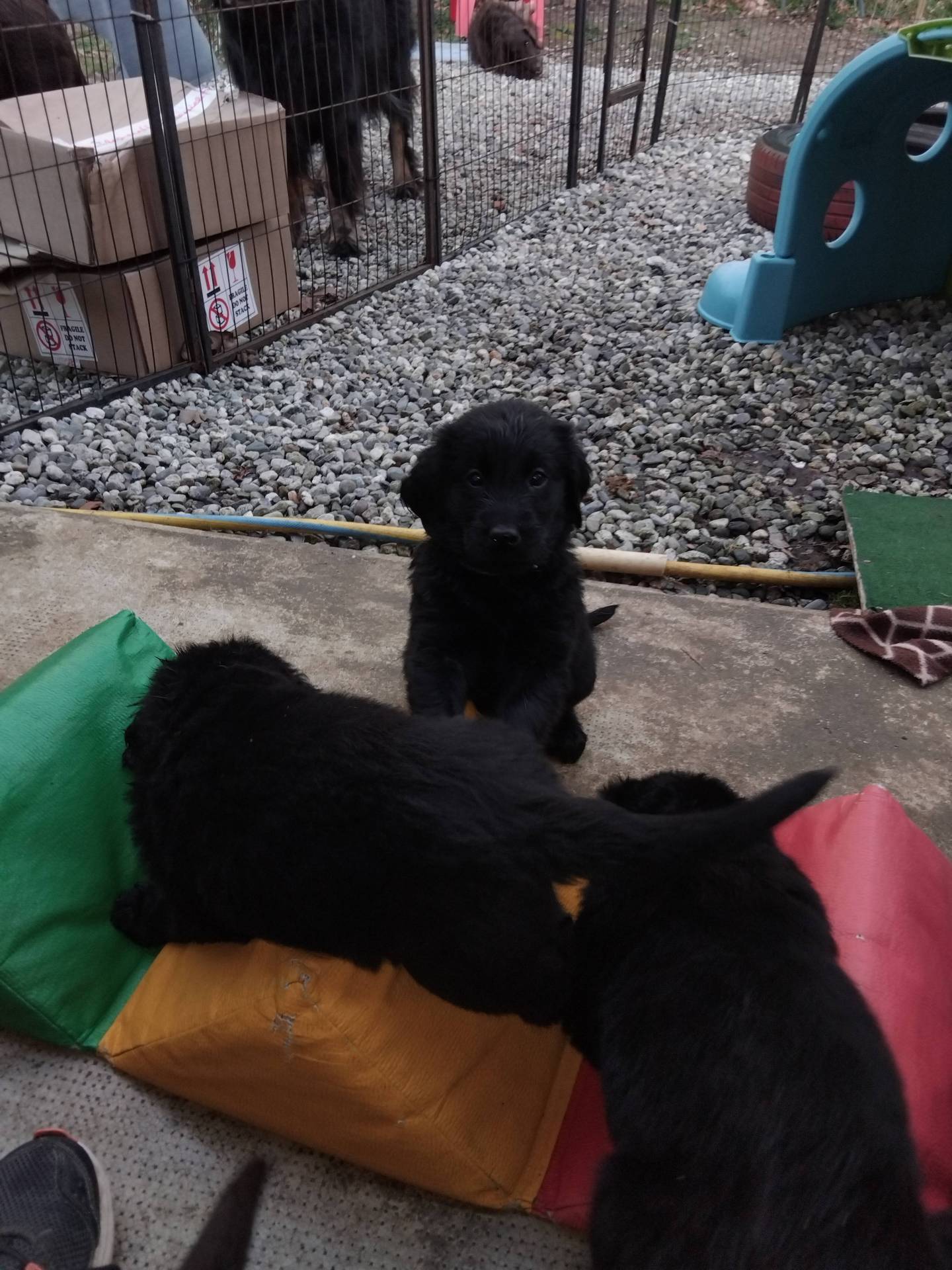 Chiots Flat Coated Retriever à l'adoption  cinquième