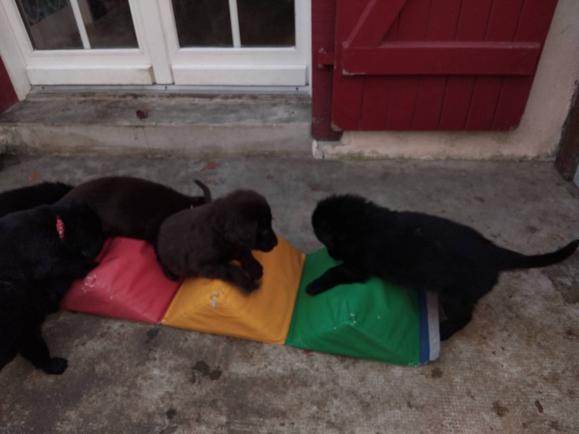 Chiots Flat Coated Retriever à l'adoption  quatrième