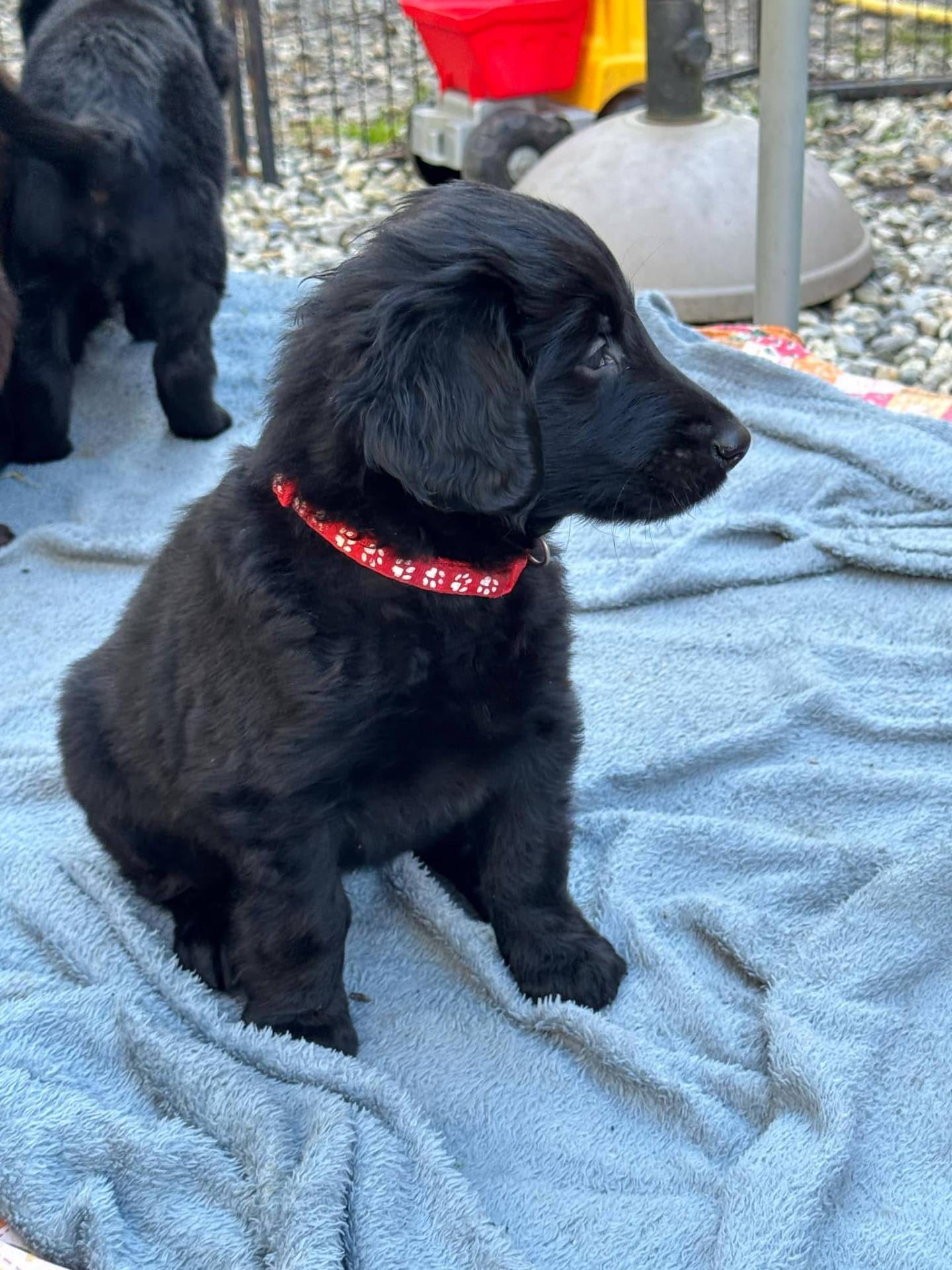Chiots Flat Coated Retriever à l'adoption  deuxième