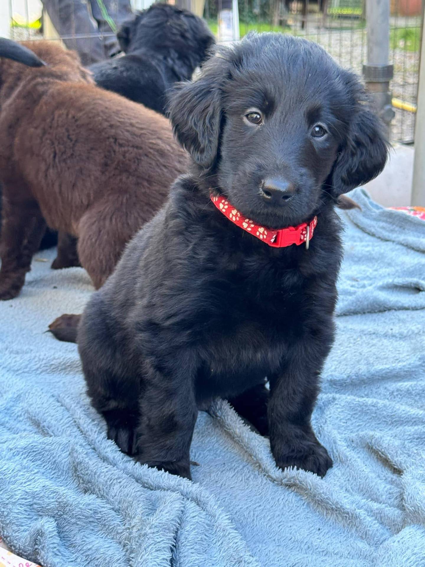 Chiots Flat Coated Retriever à l'adoption  première