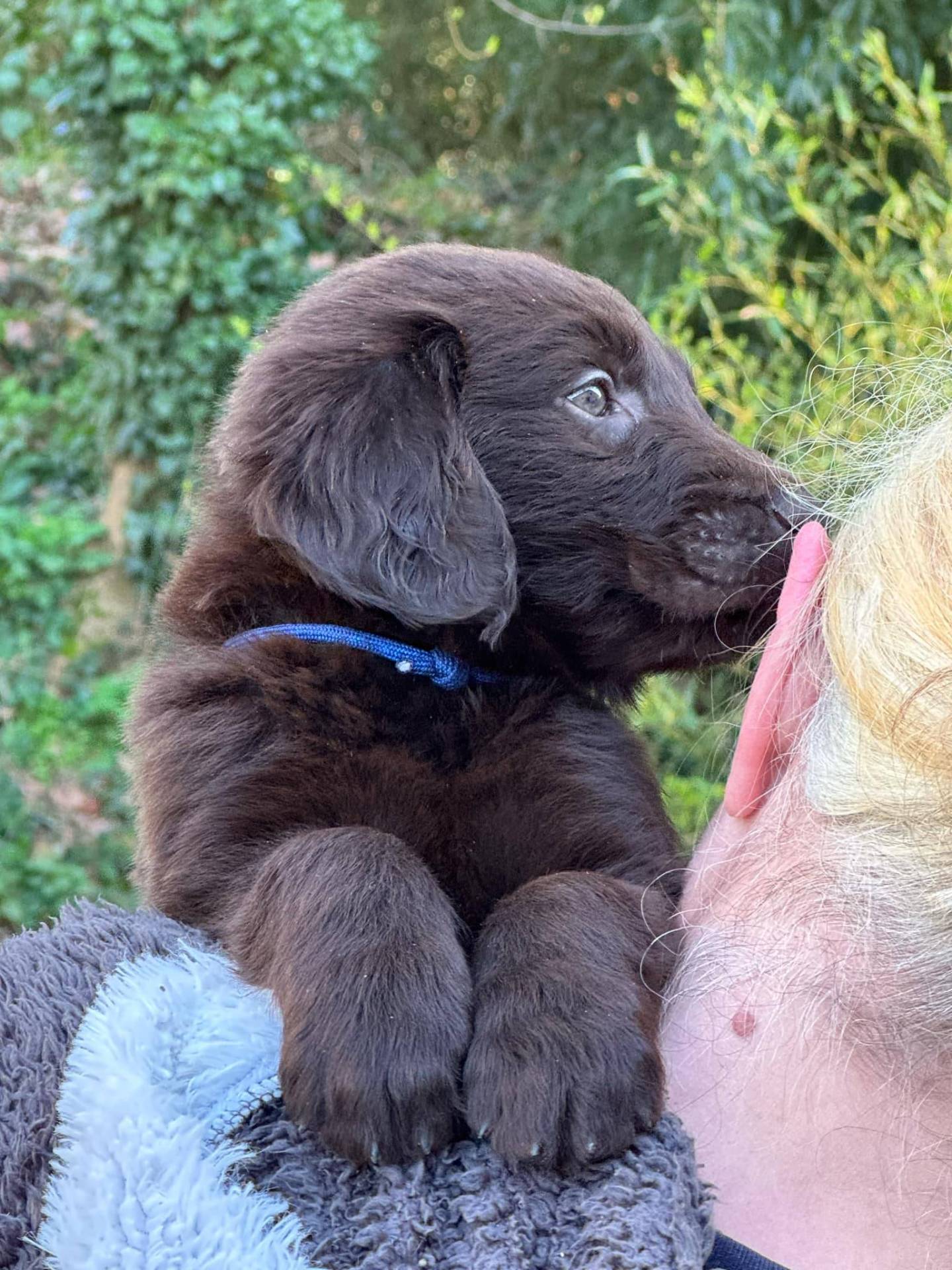 Chiots Flat Coated Retriever à l'adoption  huitième